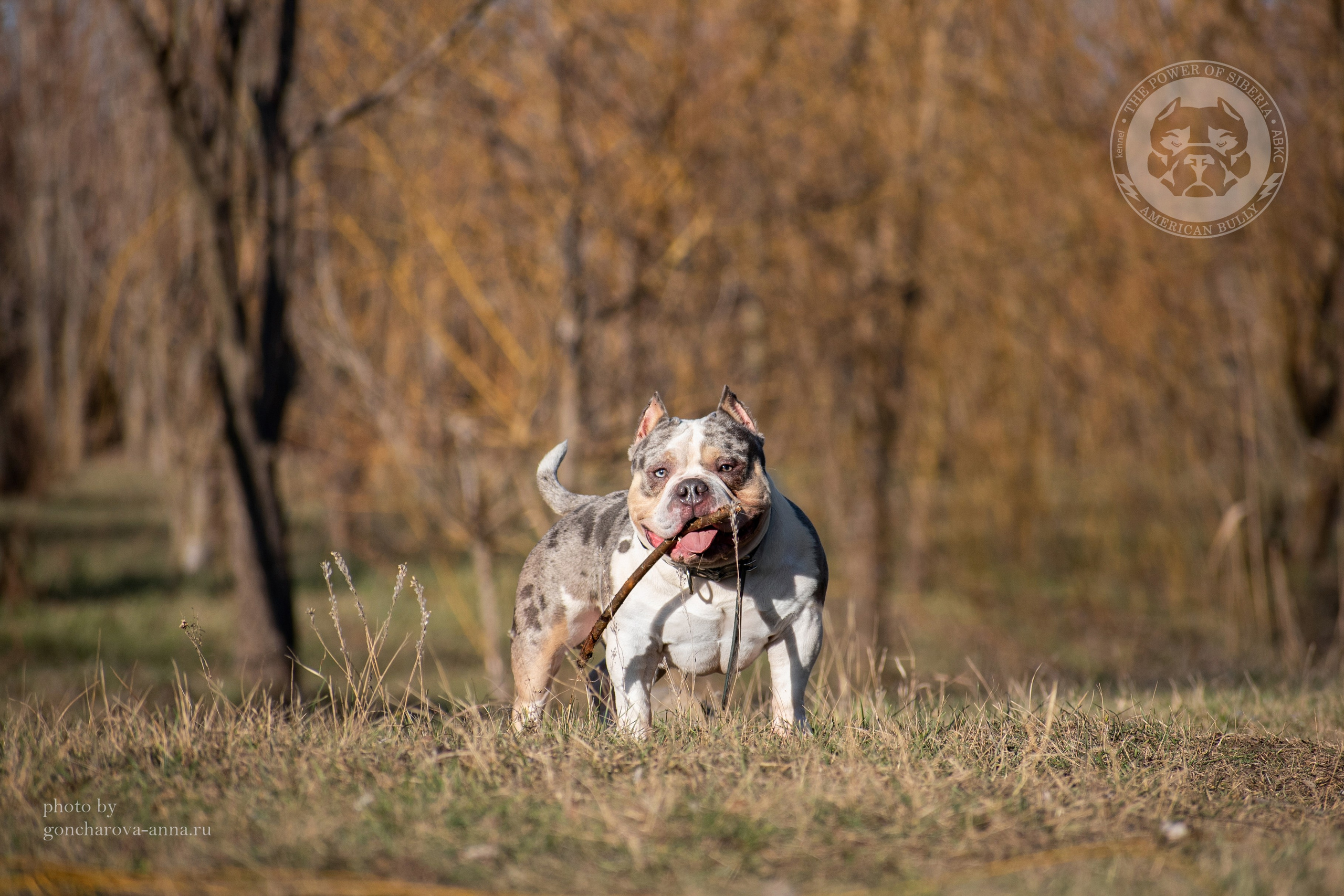 булли на покет - фото на желтом фоне природы