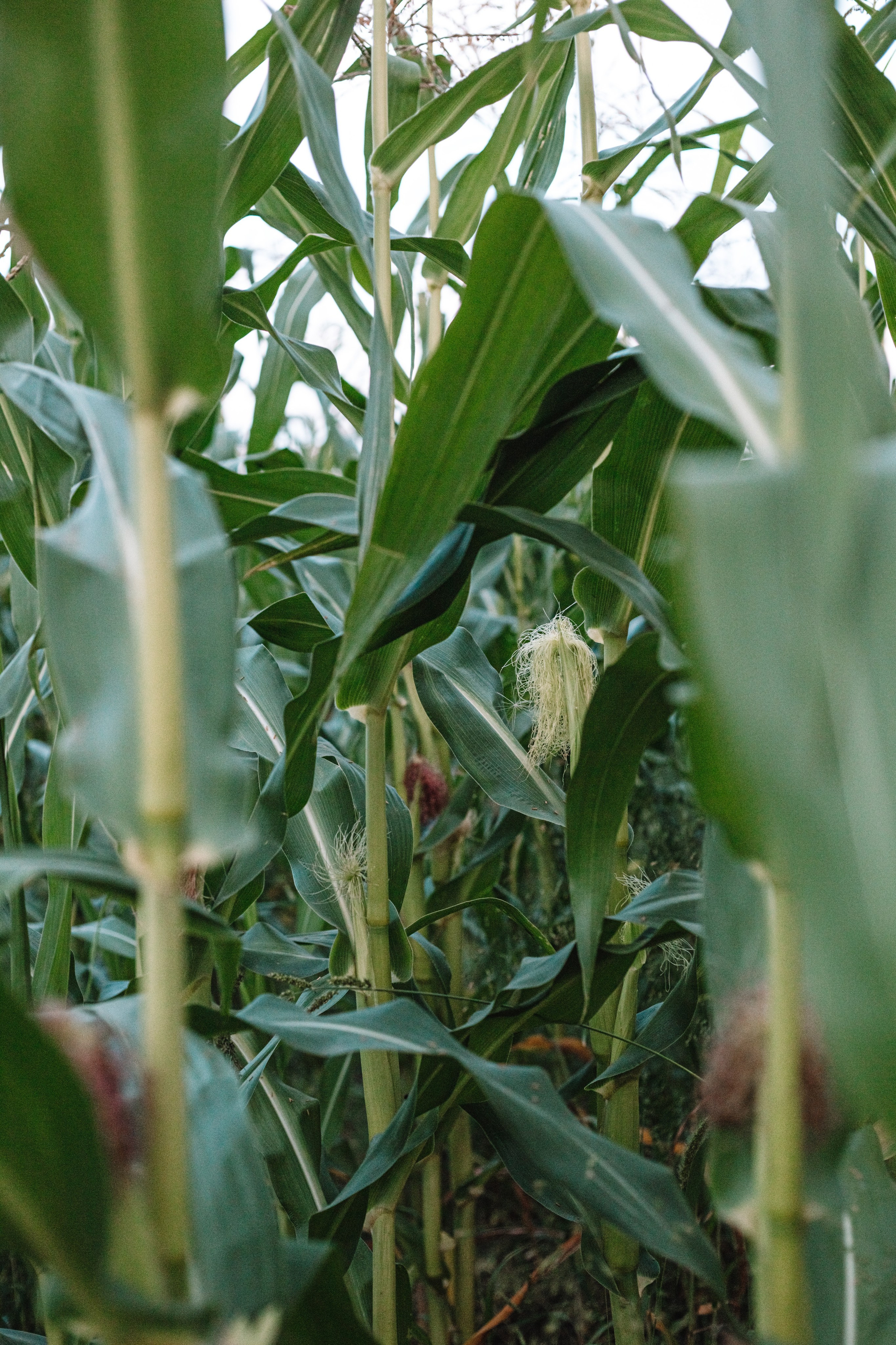 Люди. Фотограф Олеся Кавлакан