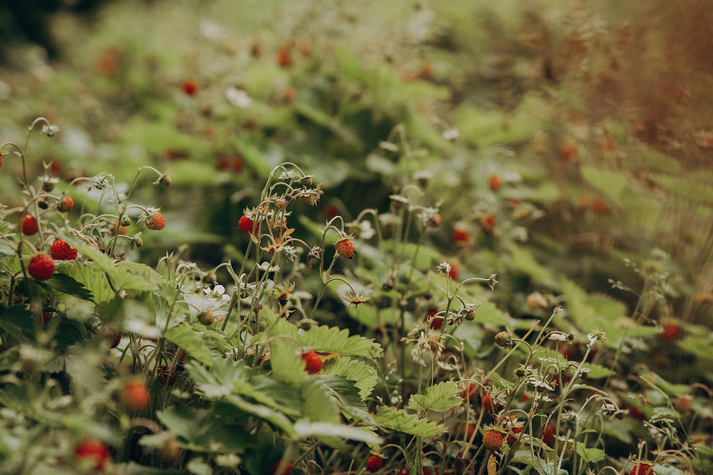Поколения. Детский и семейный фотограф — Калининград — Юля Насифуллина