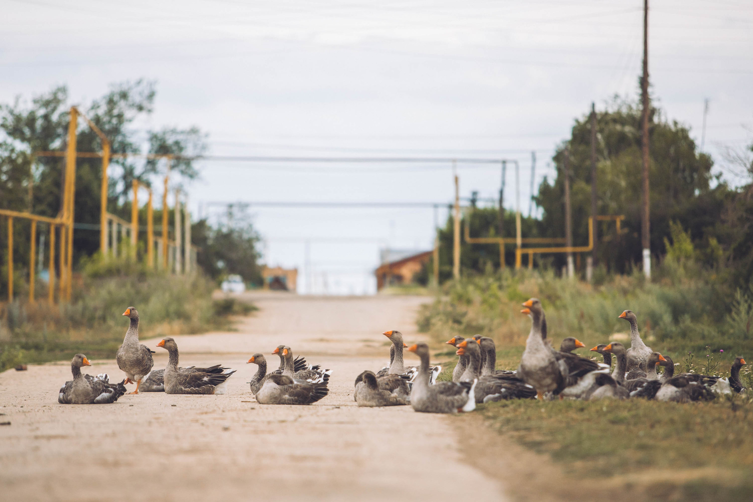 Деревенская жизнь. Фотограф — художник в Москве Васильева Юлия