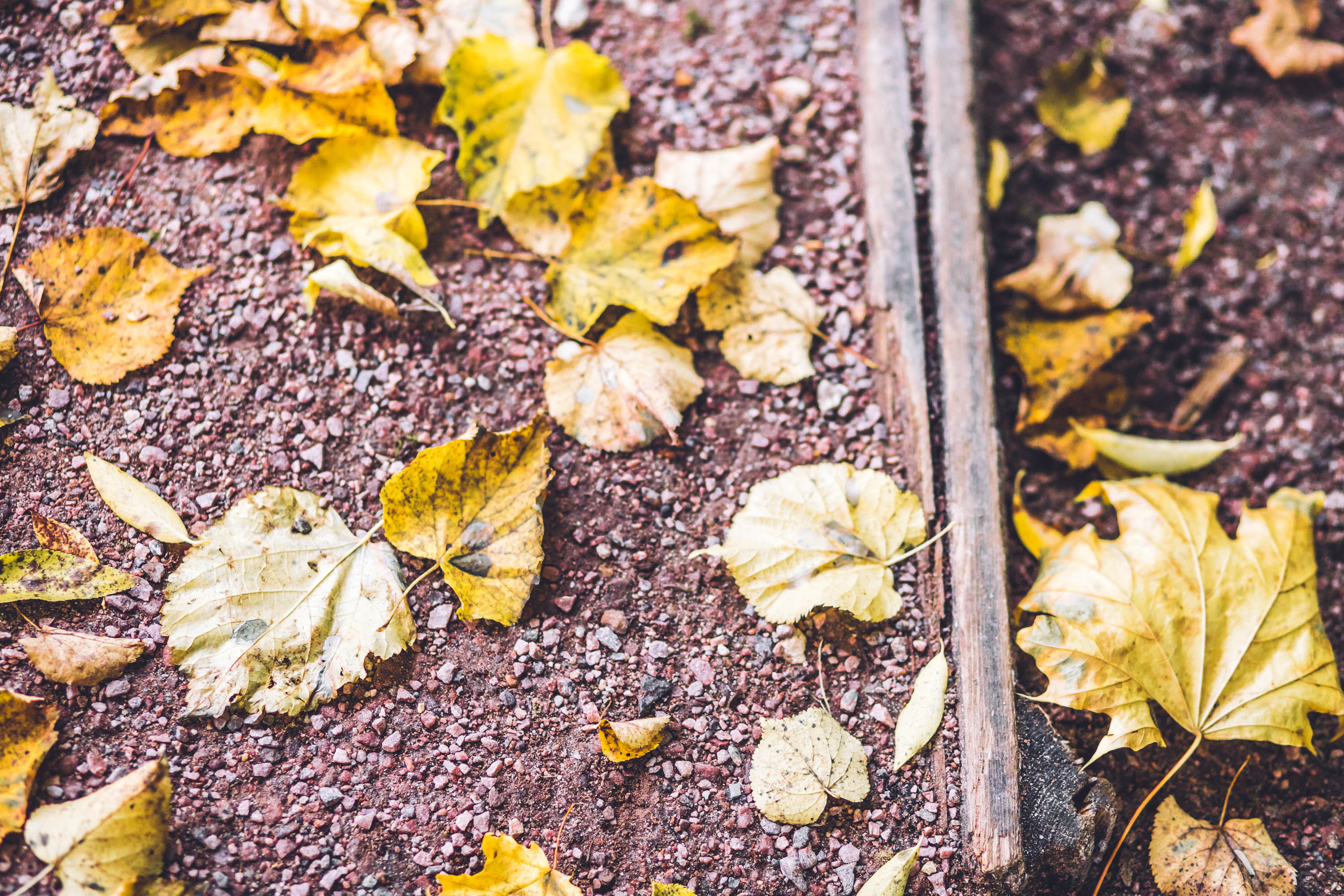 Осень золотая. Фотограф — художник в Москве Васильева Юлия