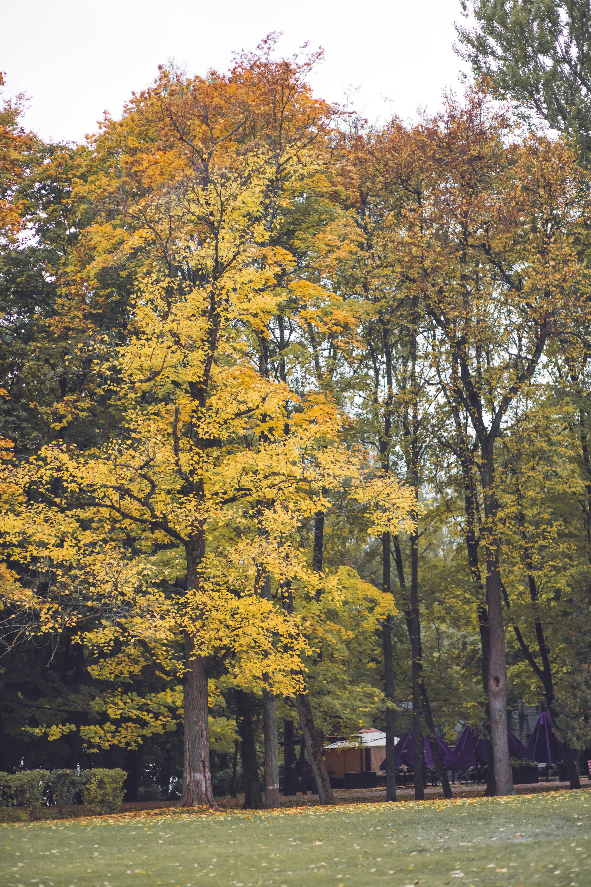 Осень золотая. Фотограф — художник в Москве Васильева Юлия