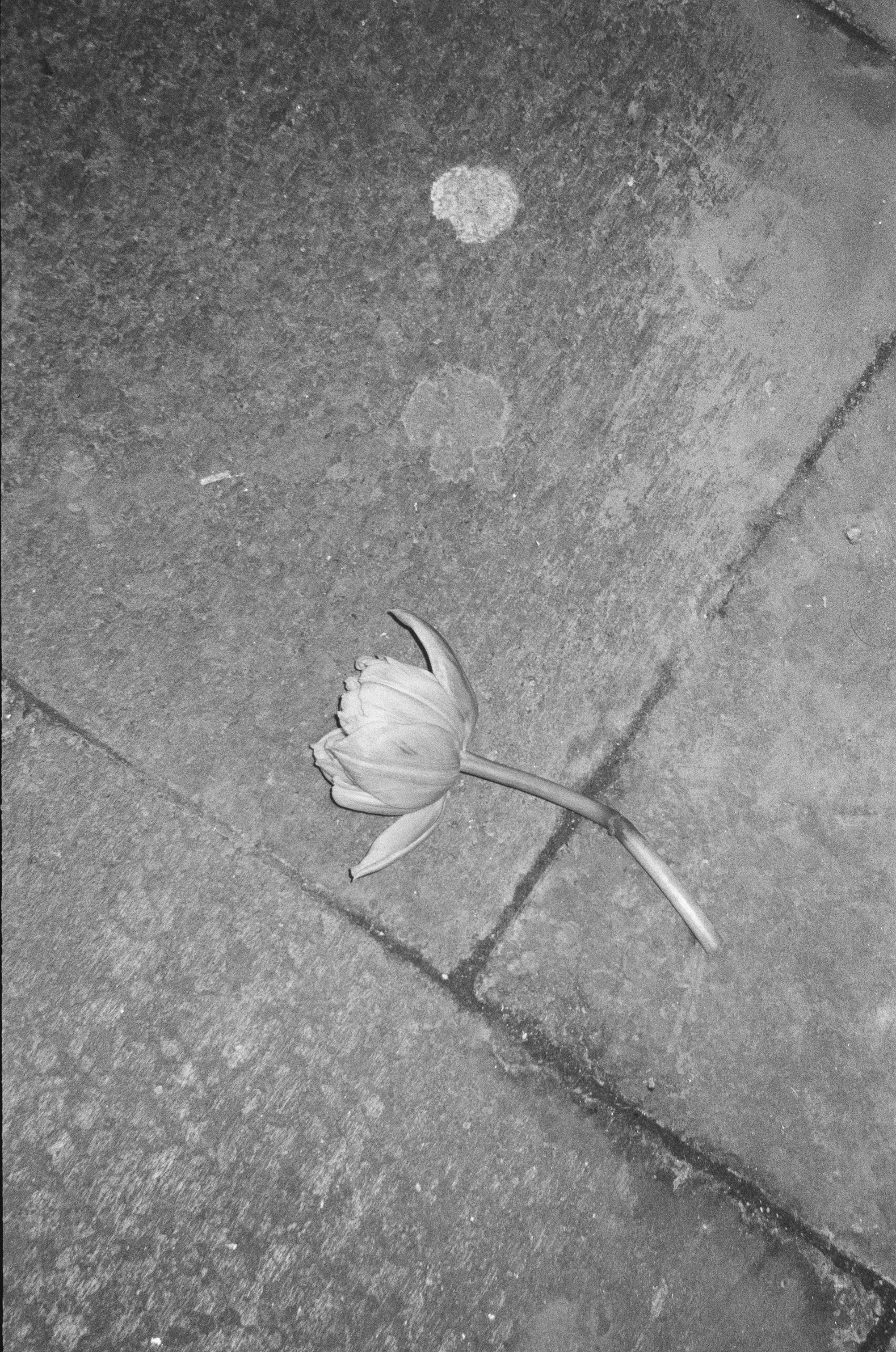 Женские портреты. Алина Арбузова. Фотограф в Санкт-Петербурге