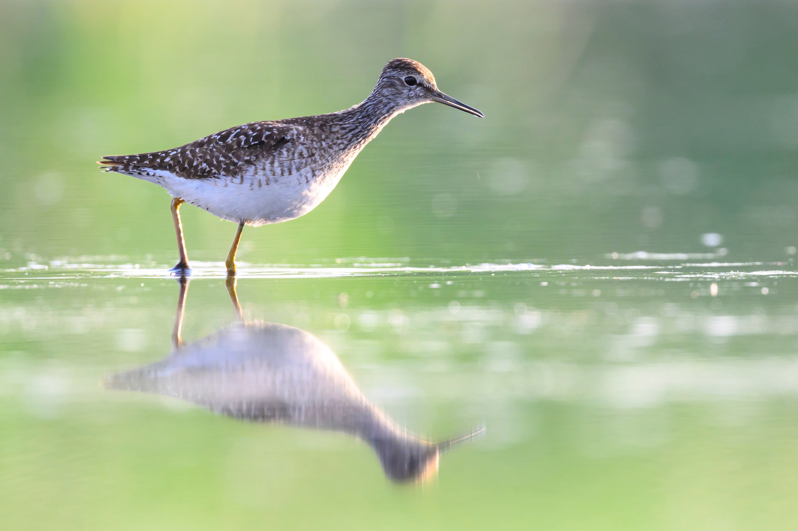 Поручейники и щеголь. Wildlife photography by Sergey Puponin