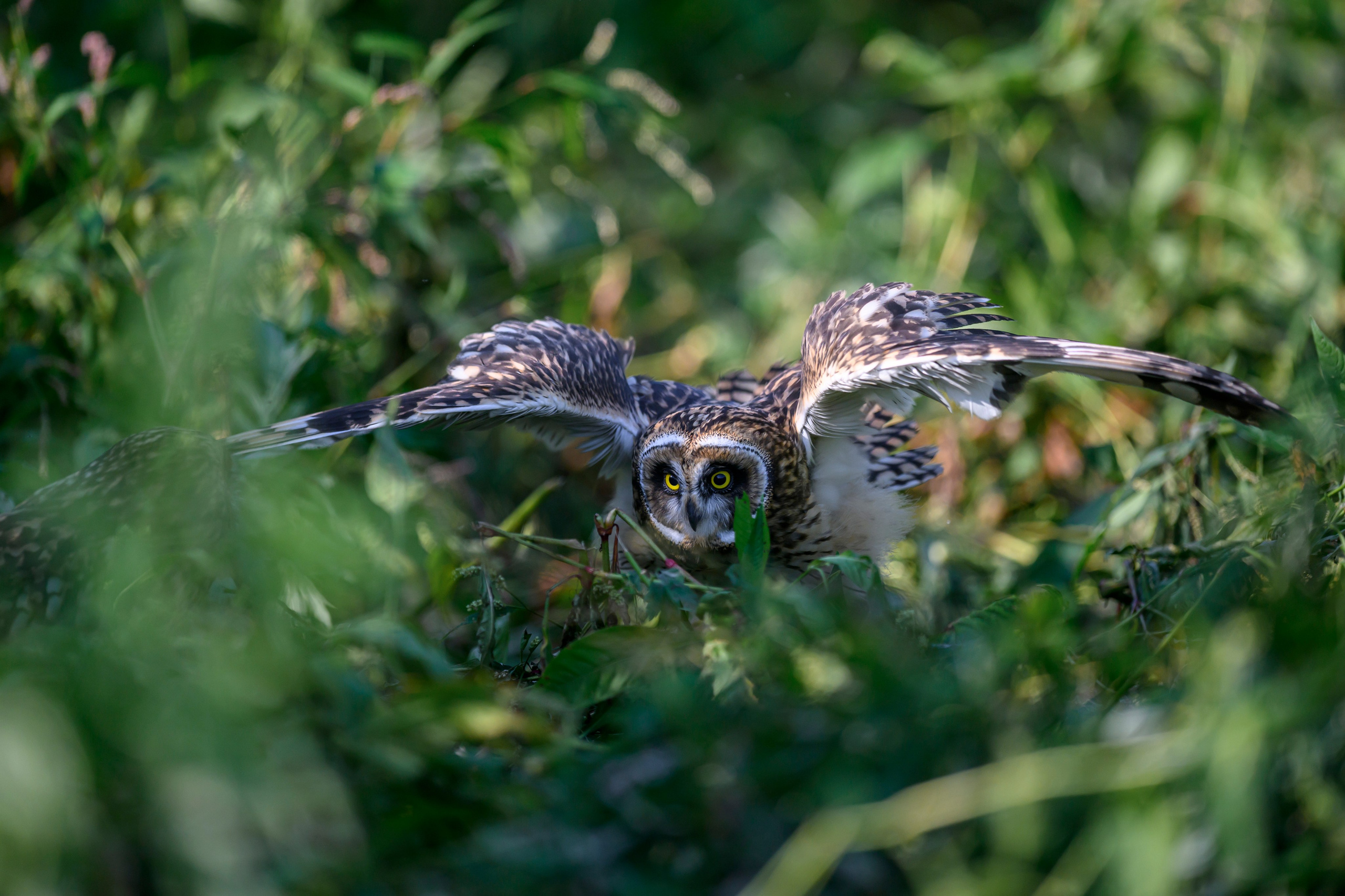 Утро с совятами. Morning with owlets. Wildlife photography by Sergey Puponin