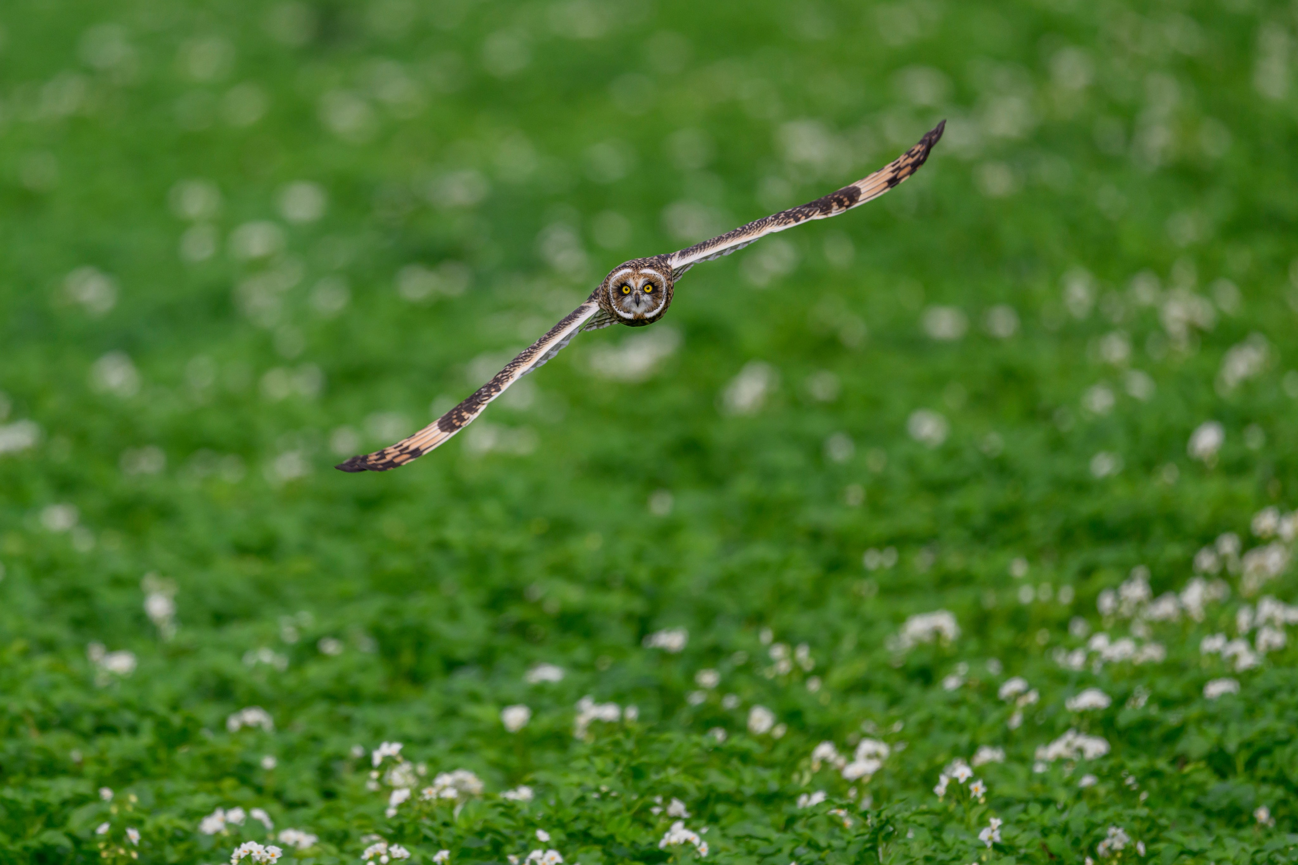 Совята учатся летать. Owlets learn to fly. Фотограф Сергей Пупонин