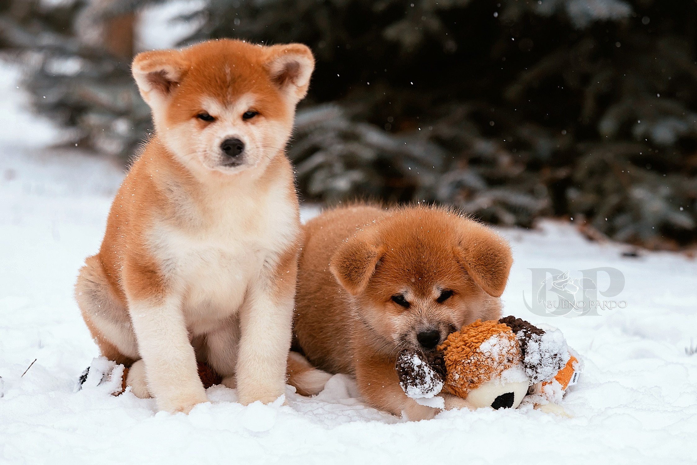 Щенки японской акита ину из питомника. Питомник собак Акита, Хаски, Корги