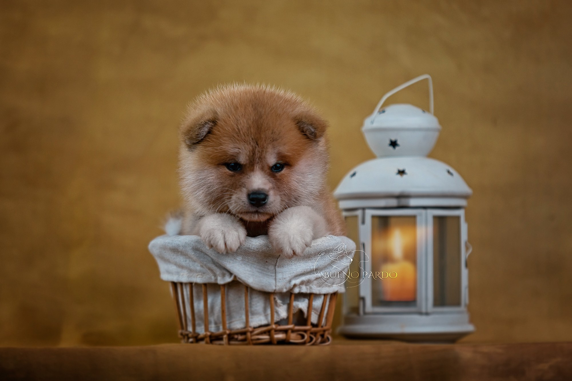 Щенки японской акита ину из питомника. Питомник собак Акита, Хаски, Корги