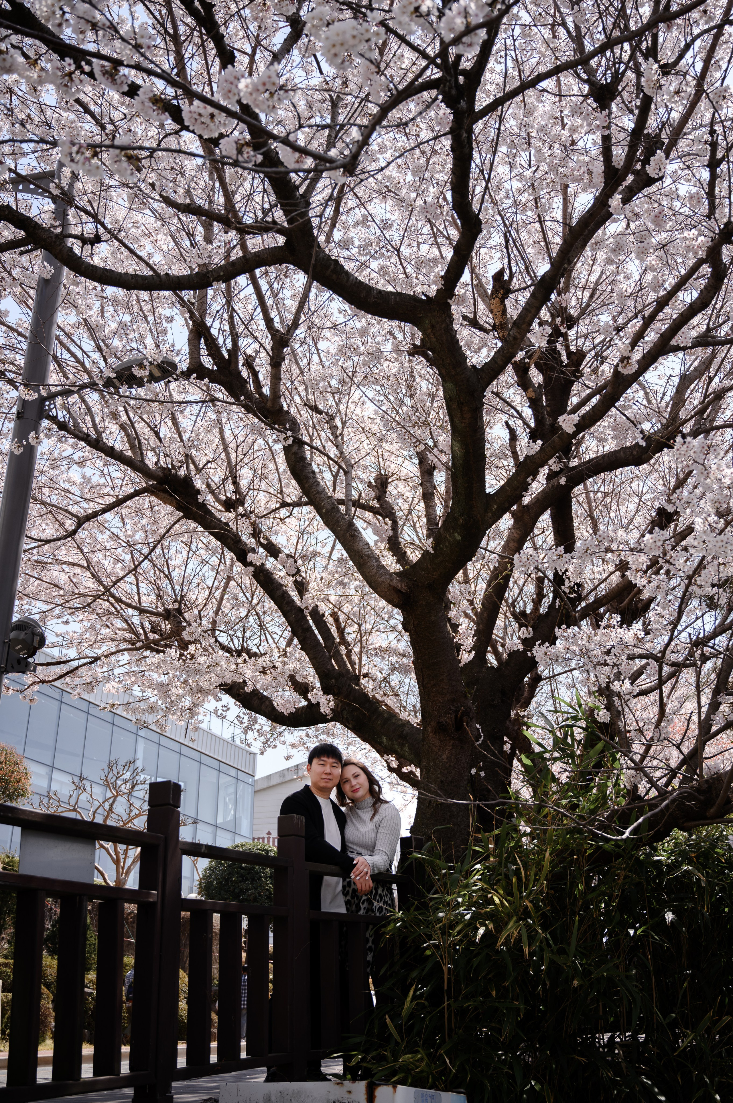 Frauenporträt unter Kirschblüten in Busan Südkorea Frühling