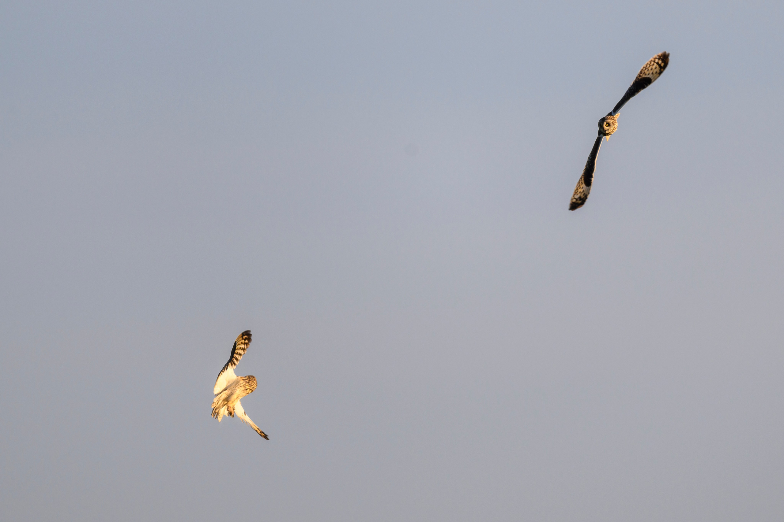 Битва сов и кормление совят. The Owl Battle and Feeding the Nestlings. Фотограф Сергей Пупонин