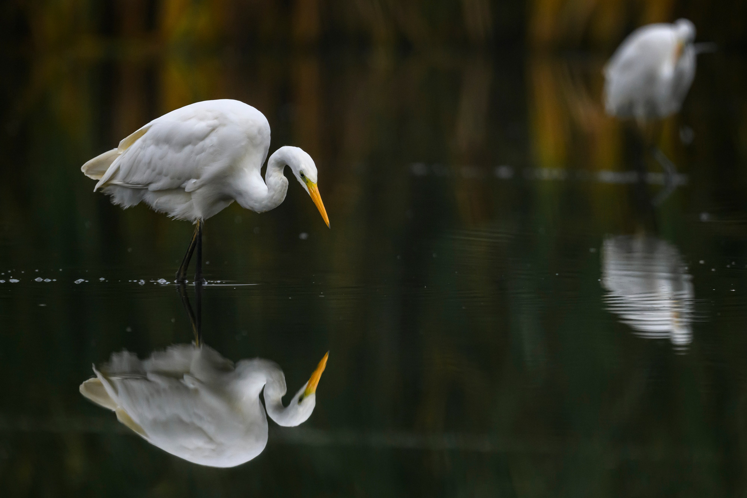 Цапли VIII. Фотограф Сергей Пупонин