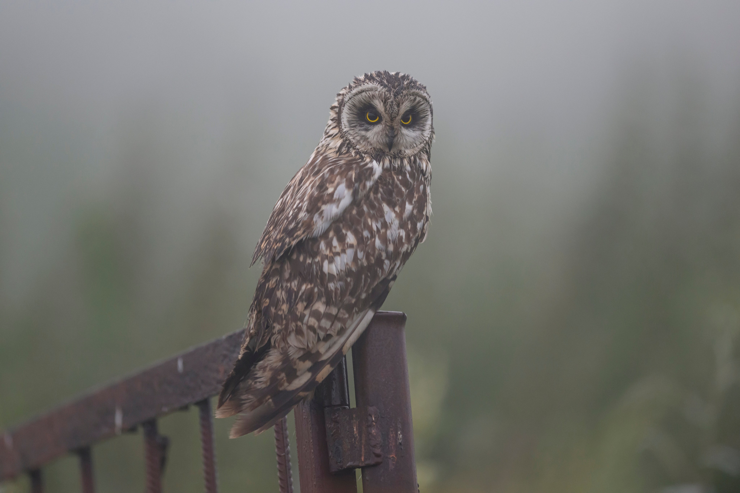 Охота совы и три совенка. Owl hunting and three owlets. Фотограф Сергей Пупонин