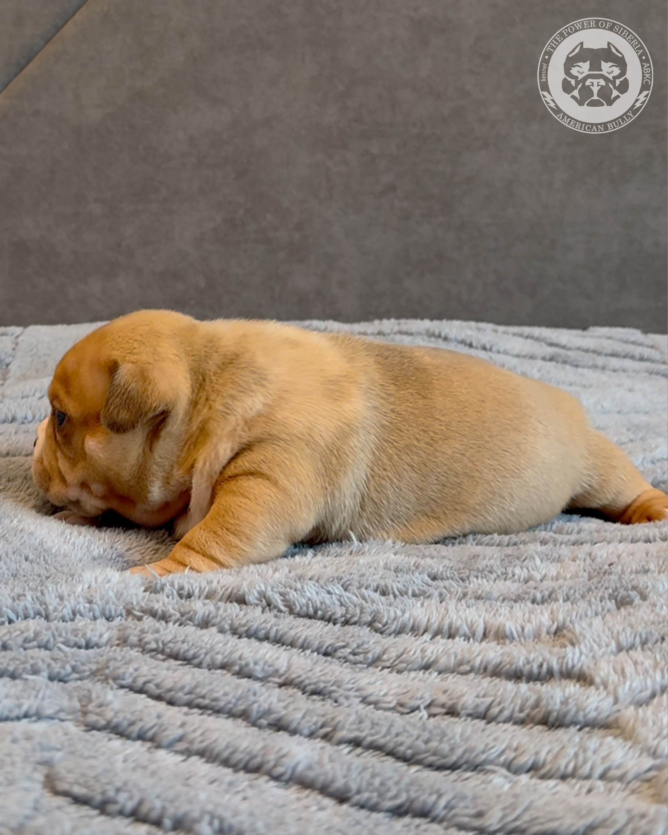 15.03.26-Баффи-Зевс. Американский Булли в г. Ростов-на-Дону. Питомник THE POWER OF SIBERIA