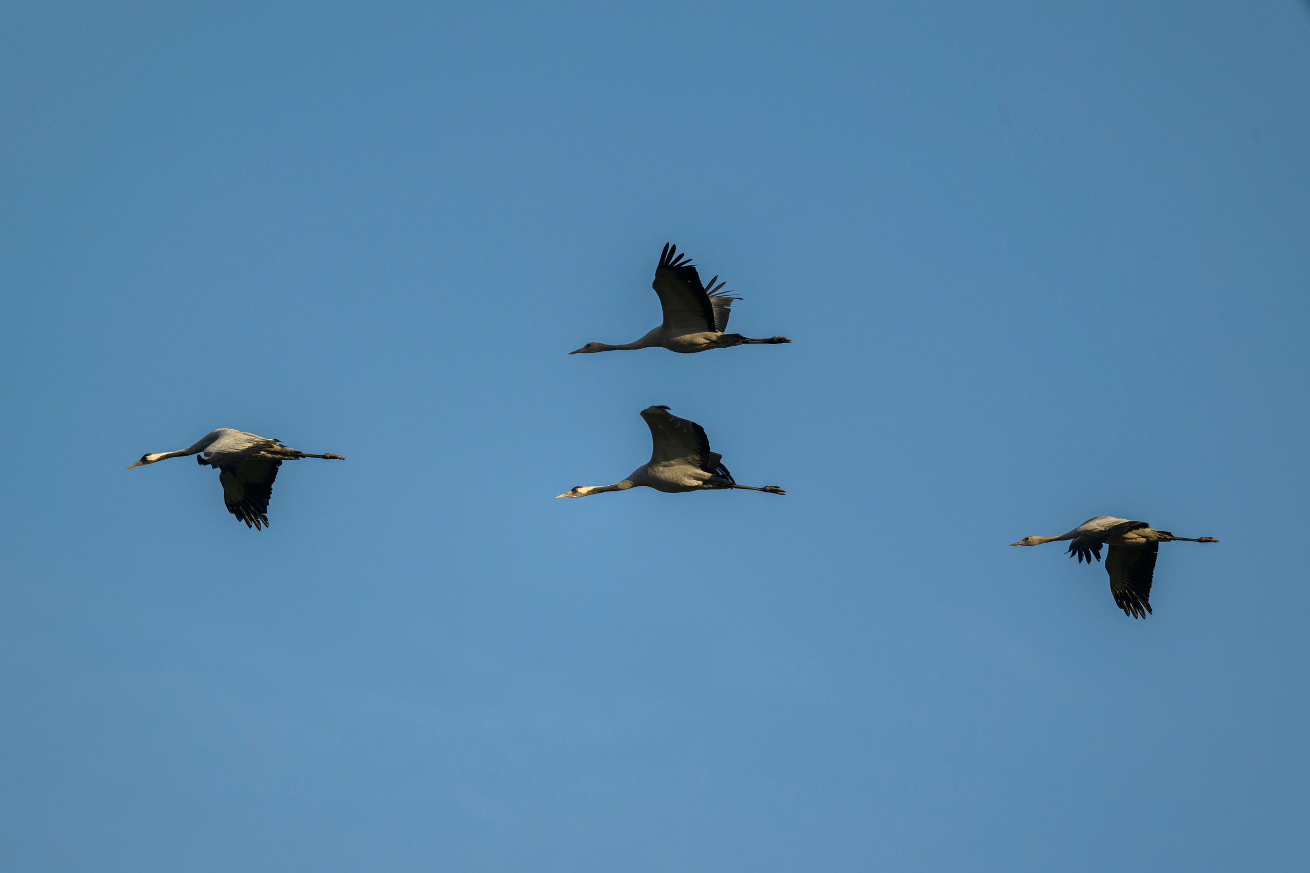 Журавли издеваются. The cranes are making fun of me. Wildlife photography by Sergey Puponin
