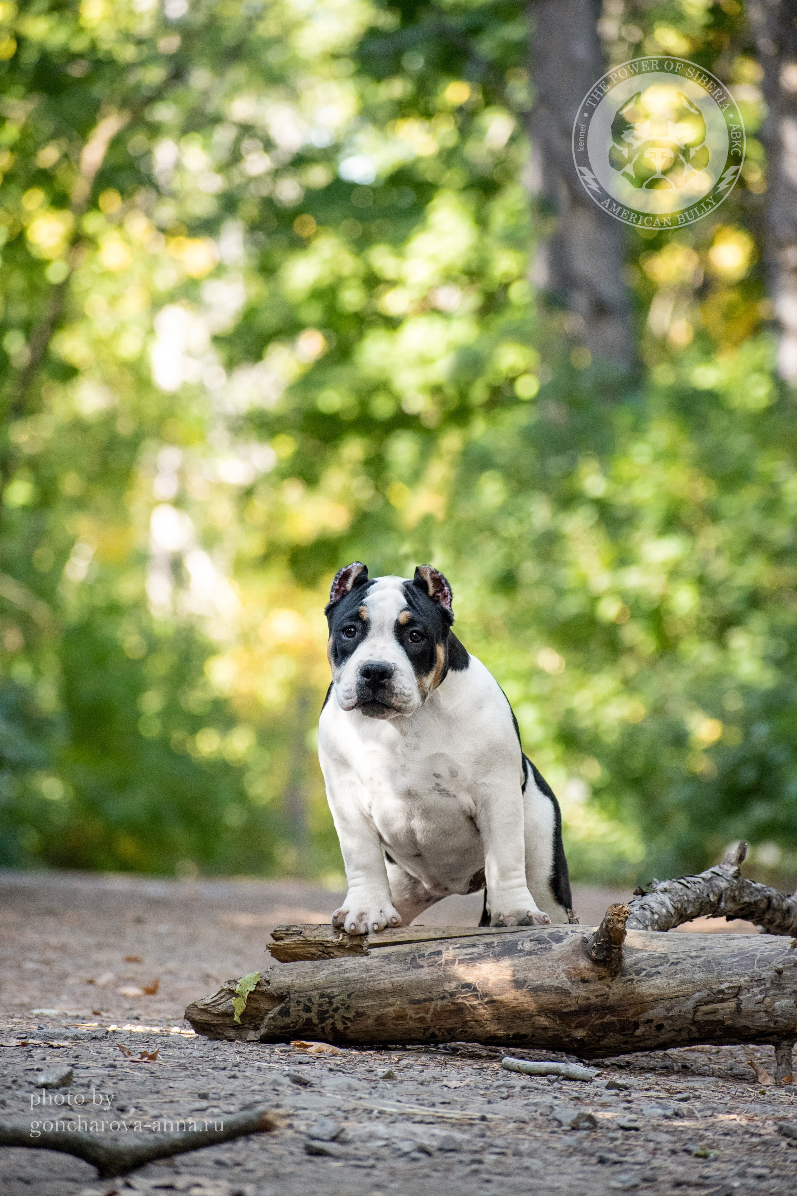 купить щенка в официальном питомнике Американских булли в Донецке