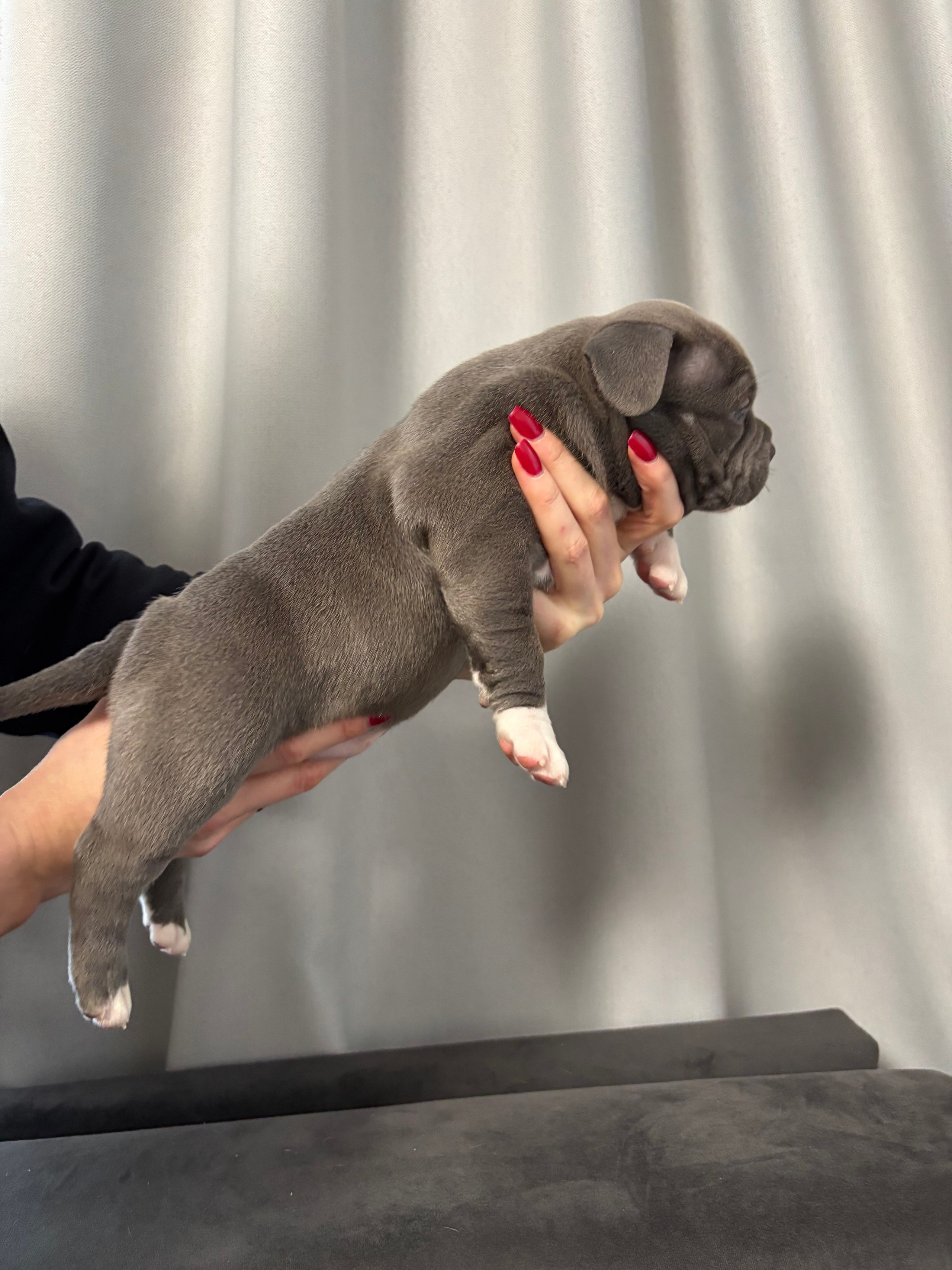 Помет Рич и Дося 04.02.25. Американский Булли в г. Ростов-на-Дону. Питомник THE POWER OF SIBERIA