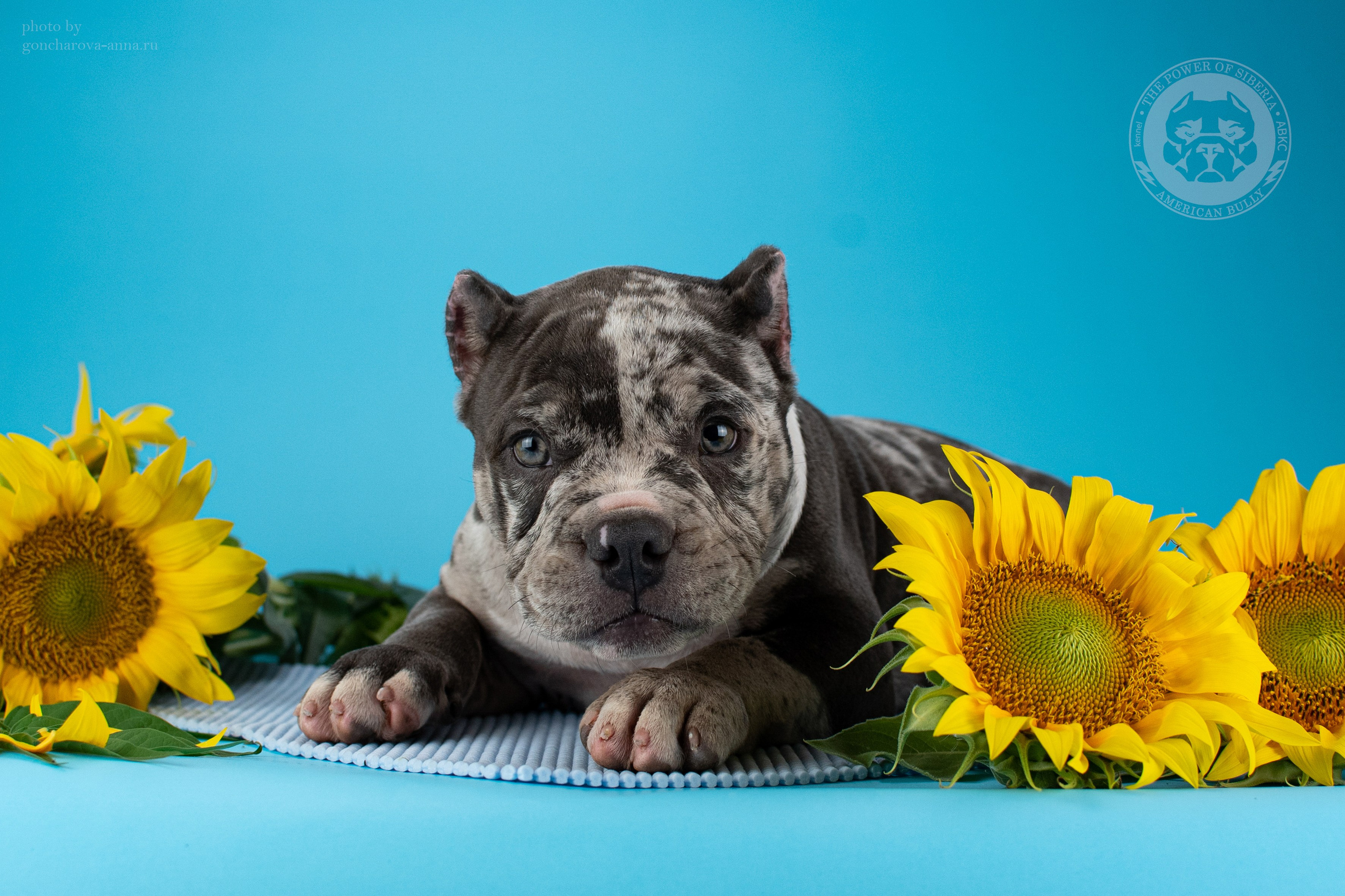 кобель на вязку American Bully в Питере