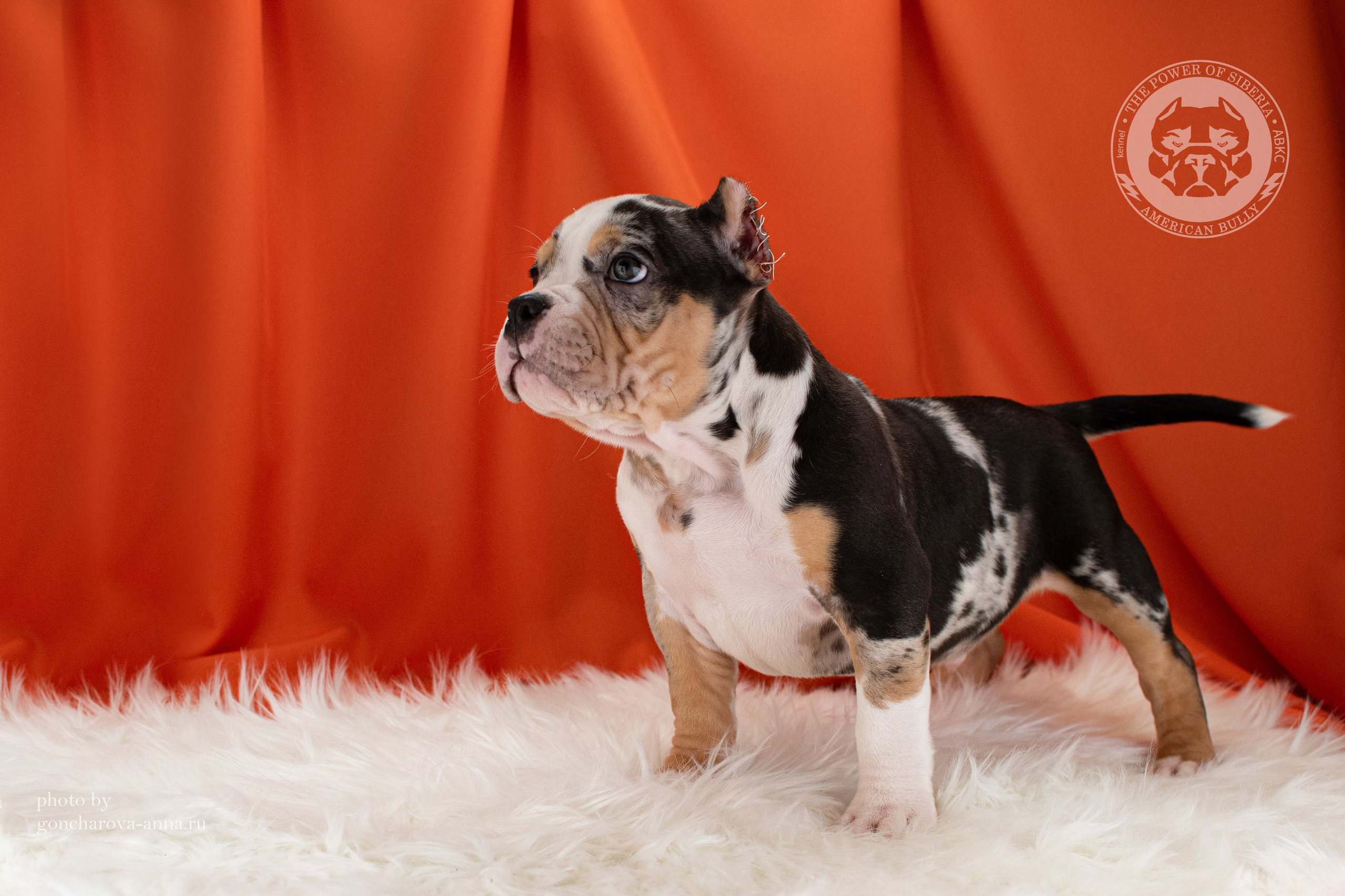 купить щенка в официальном питомнике American Bully в Омске