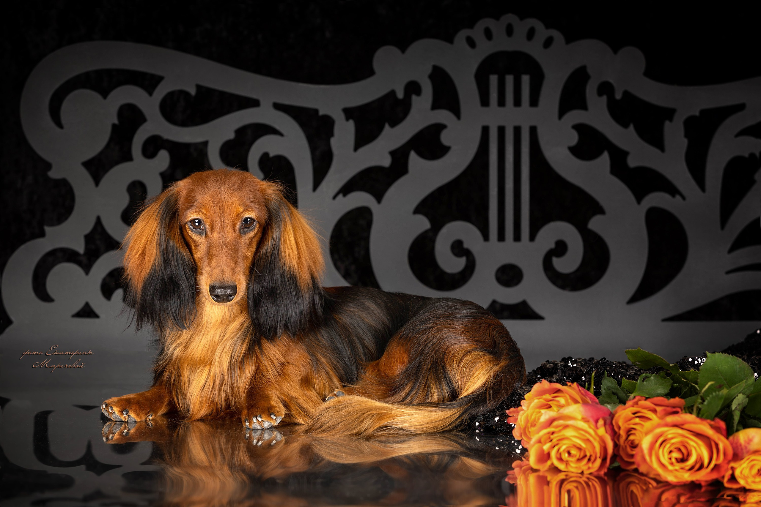 Студийная съёмка на моей территории. Фотограф-анималист в Омске Екатерина Маричева