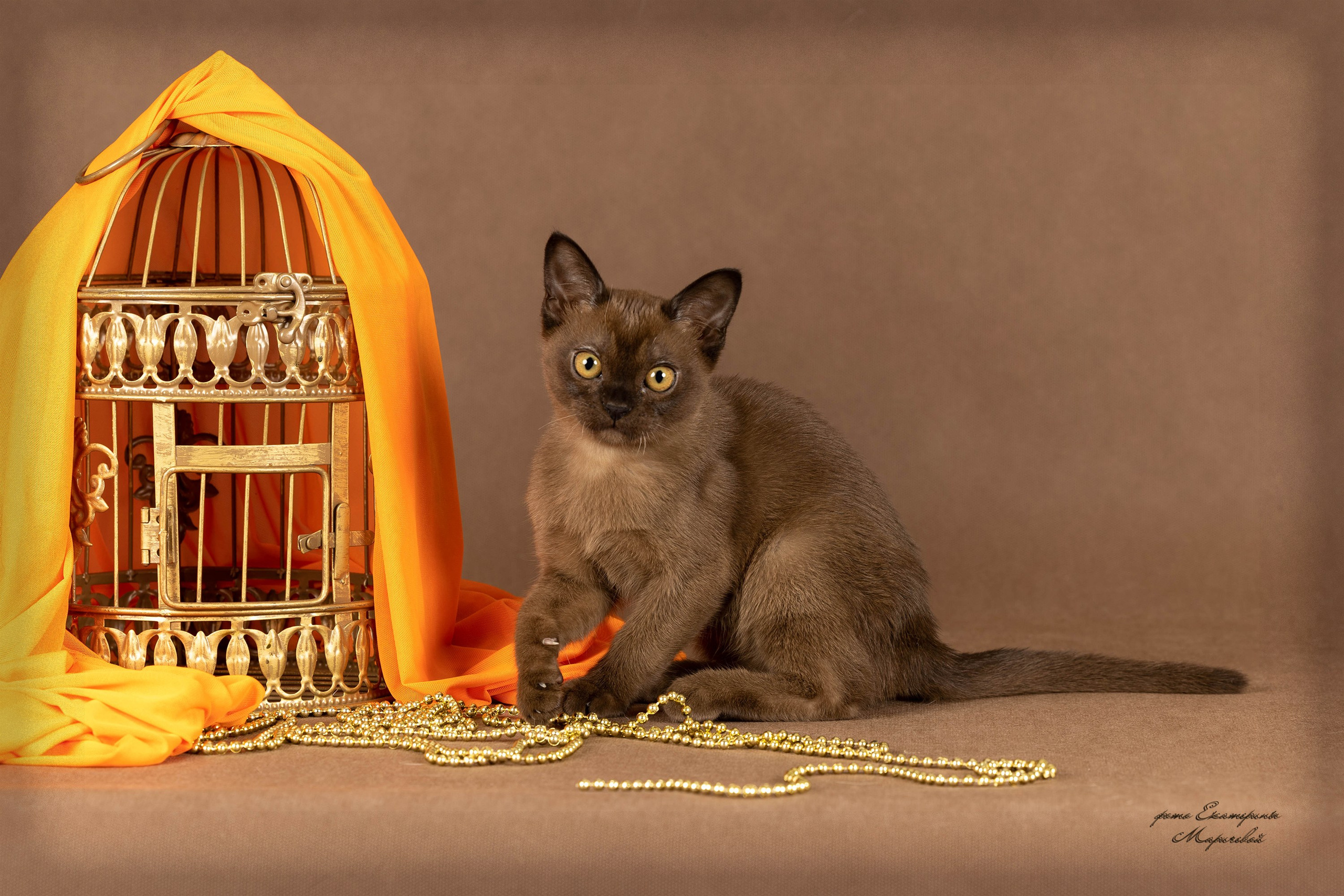 Студийная съёмка на моей территории. Фотограф-анималист в Омске Екатерина Маричева