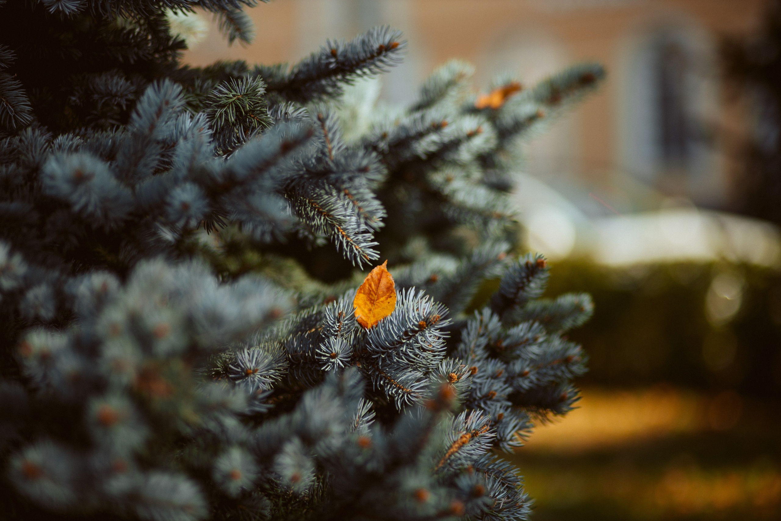 ФОТОСЕССИЯ В ПЕТЕРГОФЕ. ГДЕ СНИМАТЬ В ПЕТЕРГОФЕ