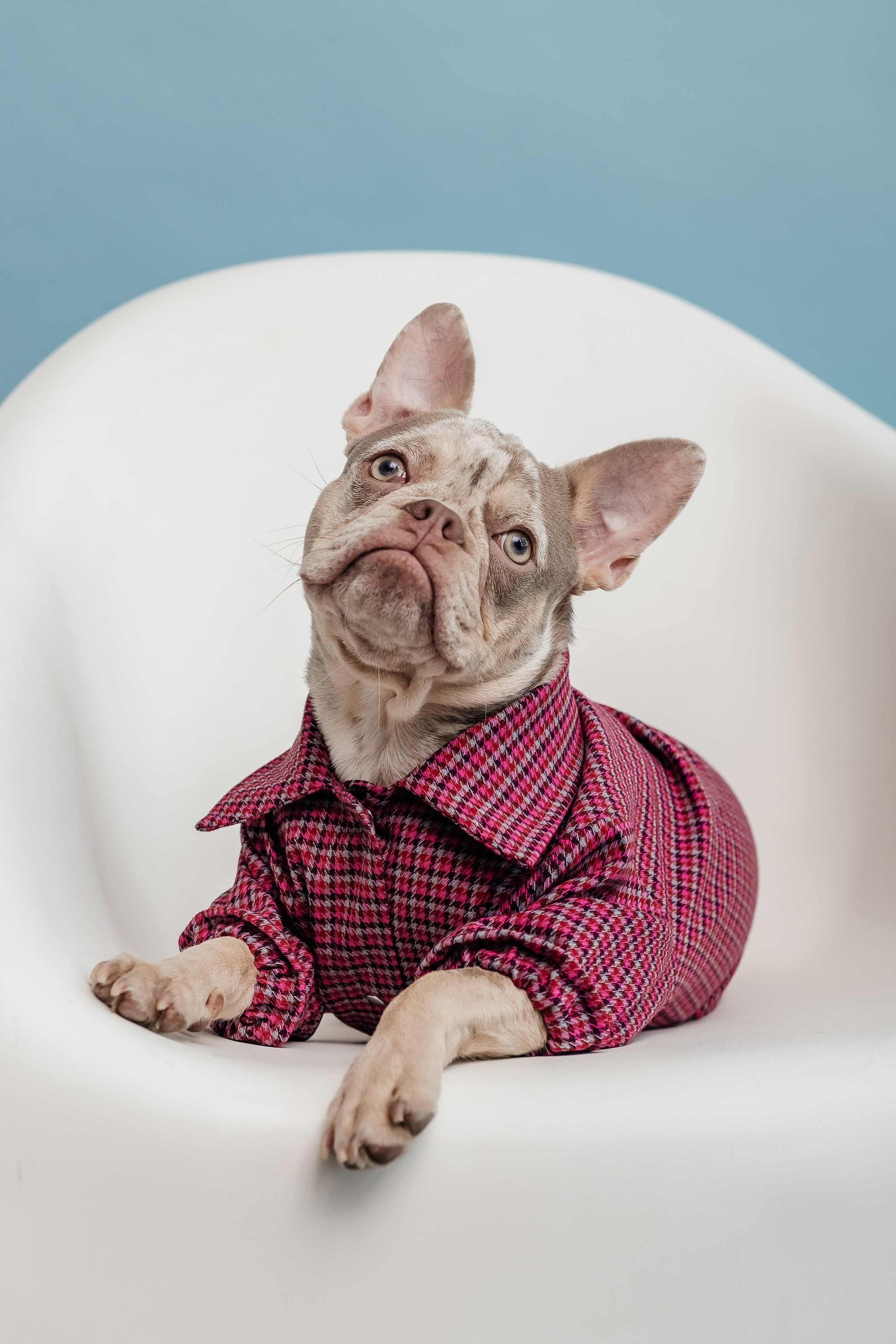 Портфолио animal. Фотограф — анималист Маргарита Хелбен Краснодар