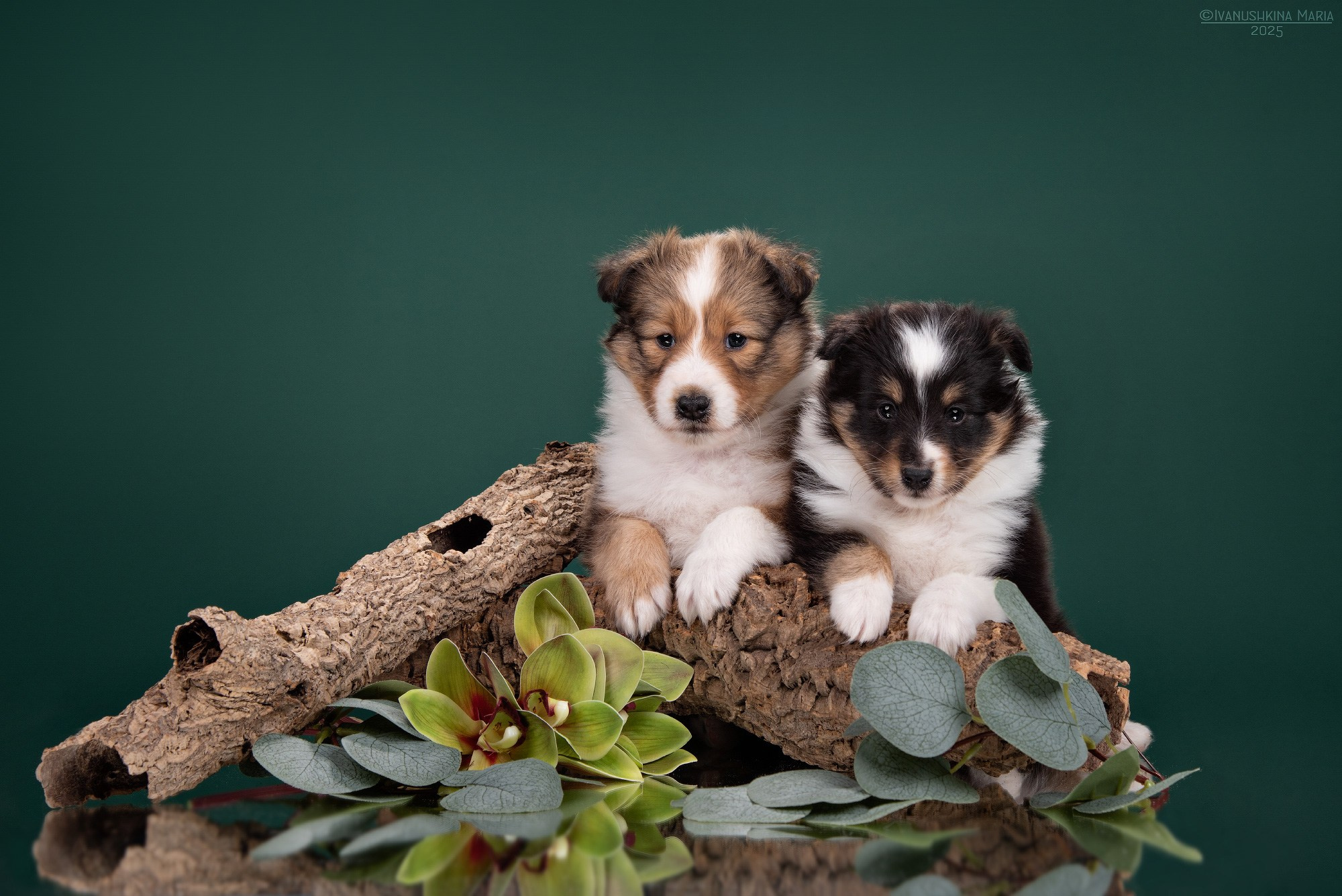 Фотосессия щенков на фонах. Фотограф собак в Москве и Московской области Иванушкина Мария