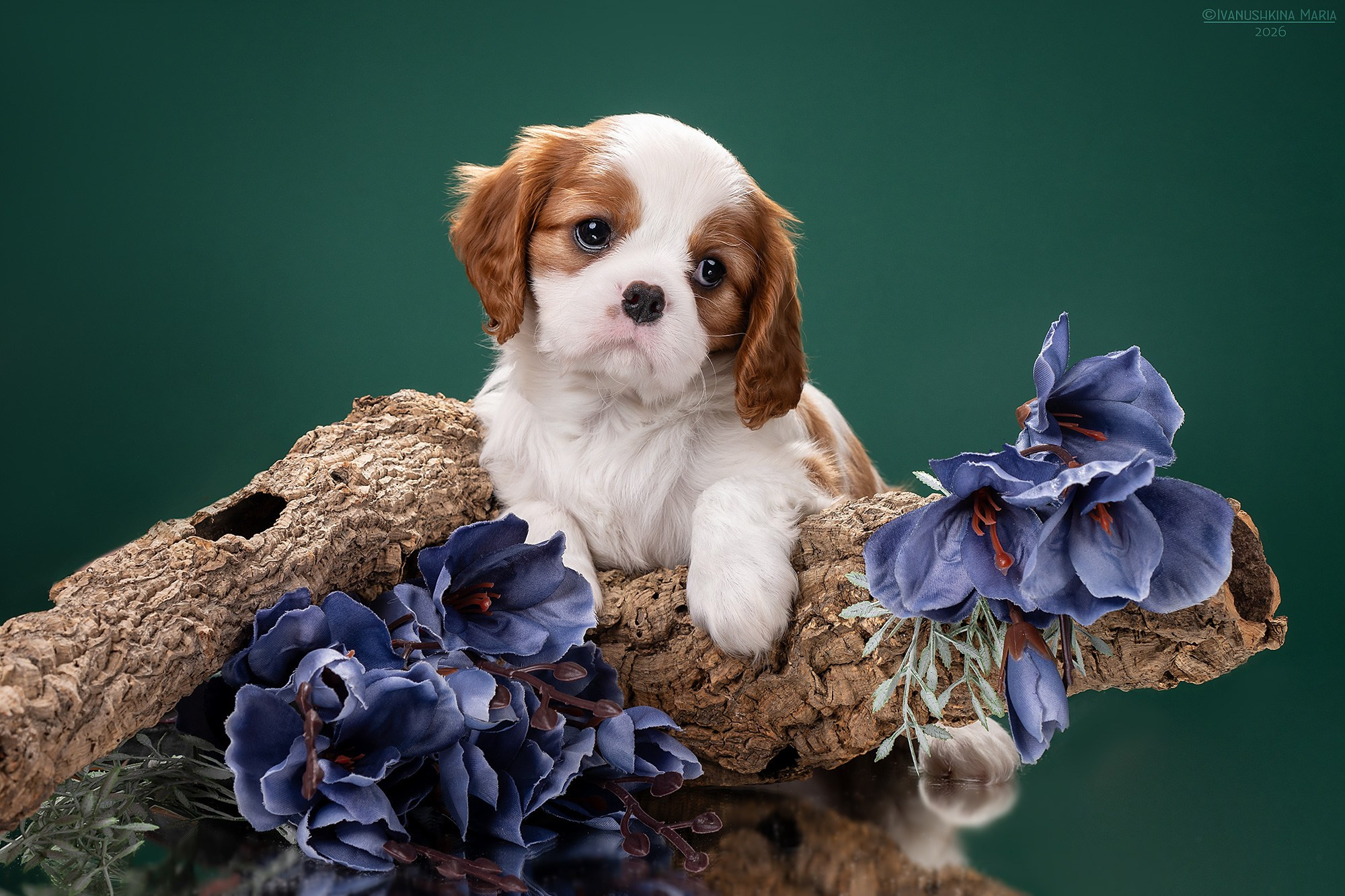 Фотосессия щенков на фонах. Фотограф собак в Москве и Московской области Иванушкина Мария