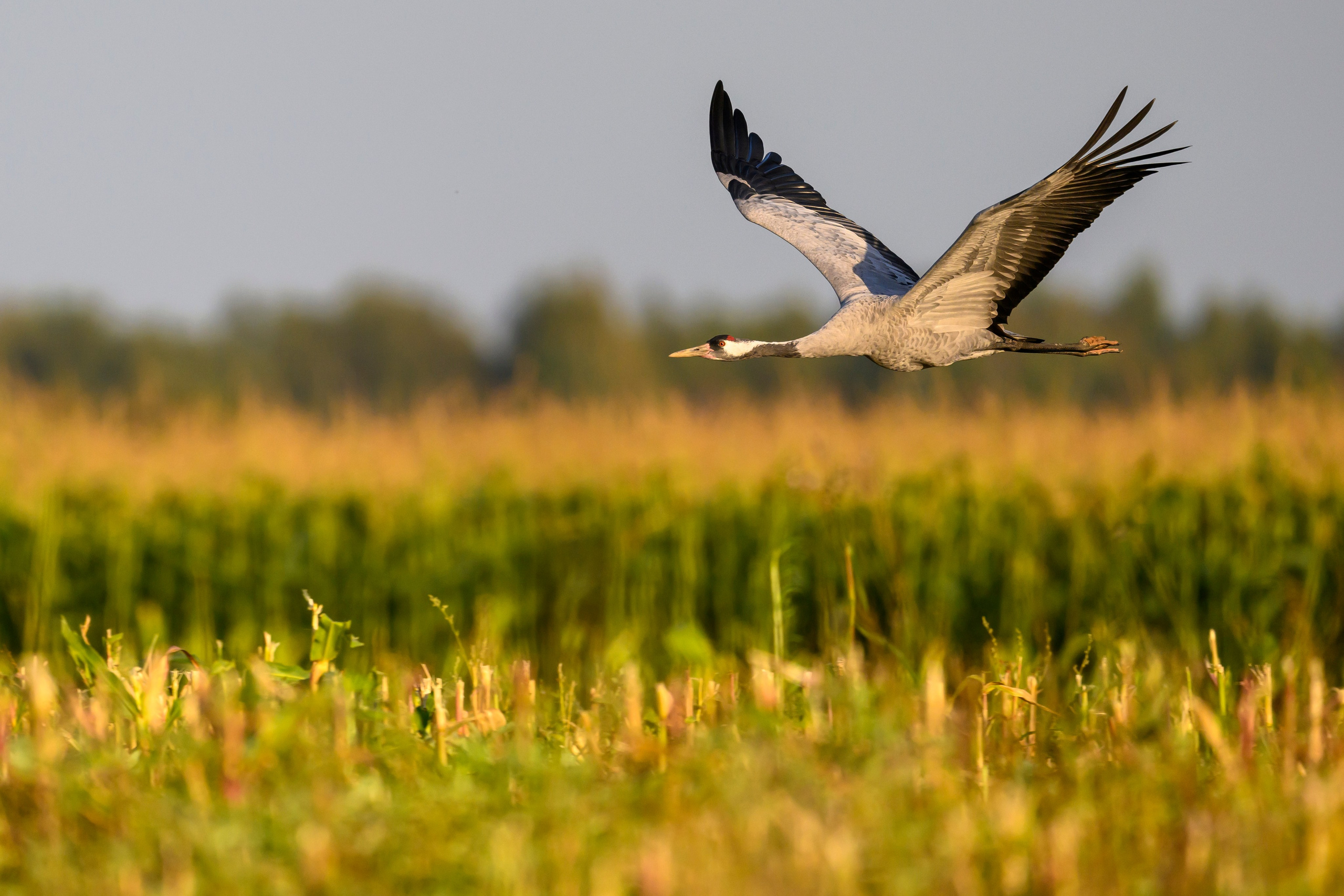 Журавли. Фотограф Сергей Пупонин