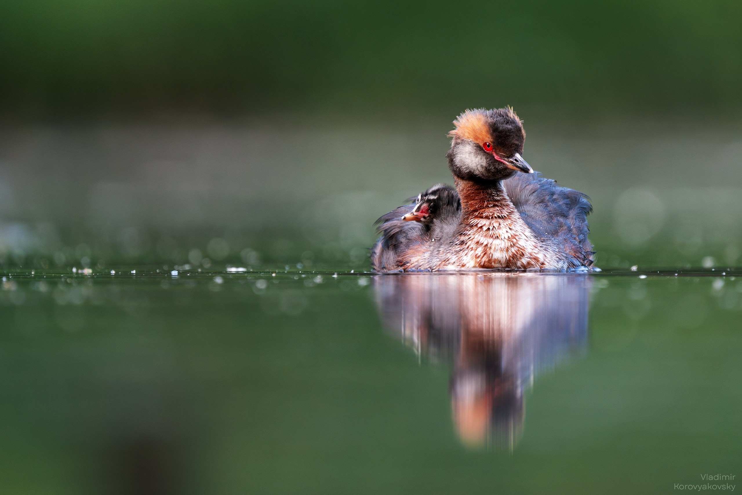 Животные. Фотограф Владимир Коровяковский