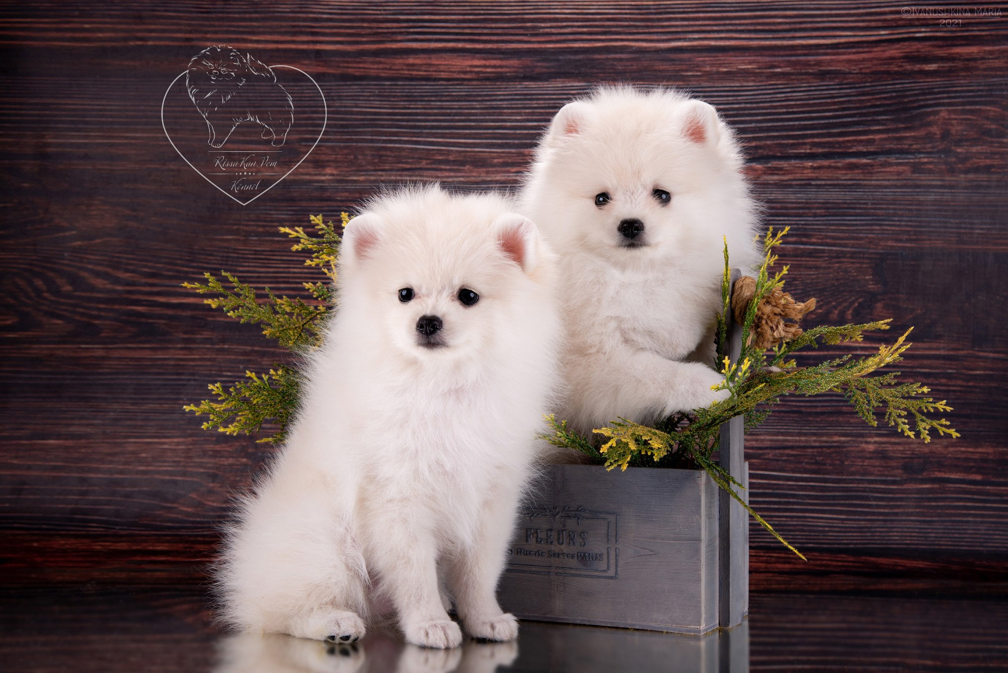 Фотосессия щенков на фонах. Фотограф собак в Москве и Московской области Иванушкина Мария
