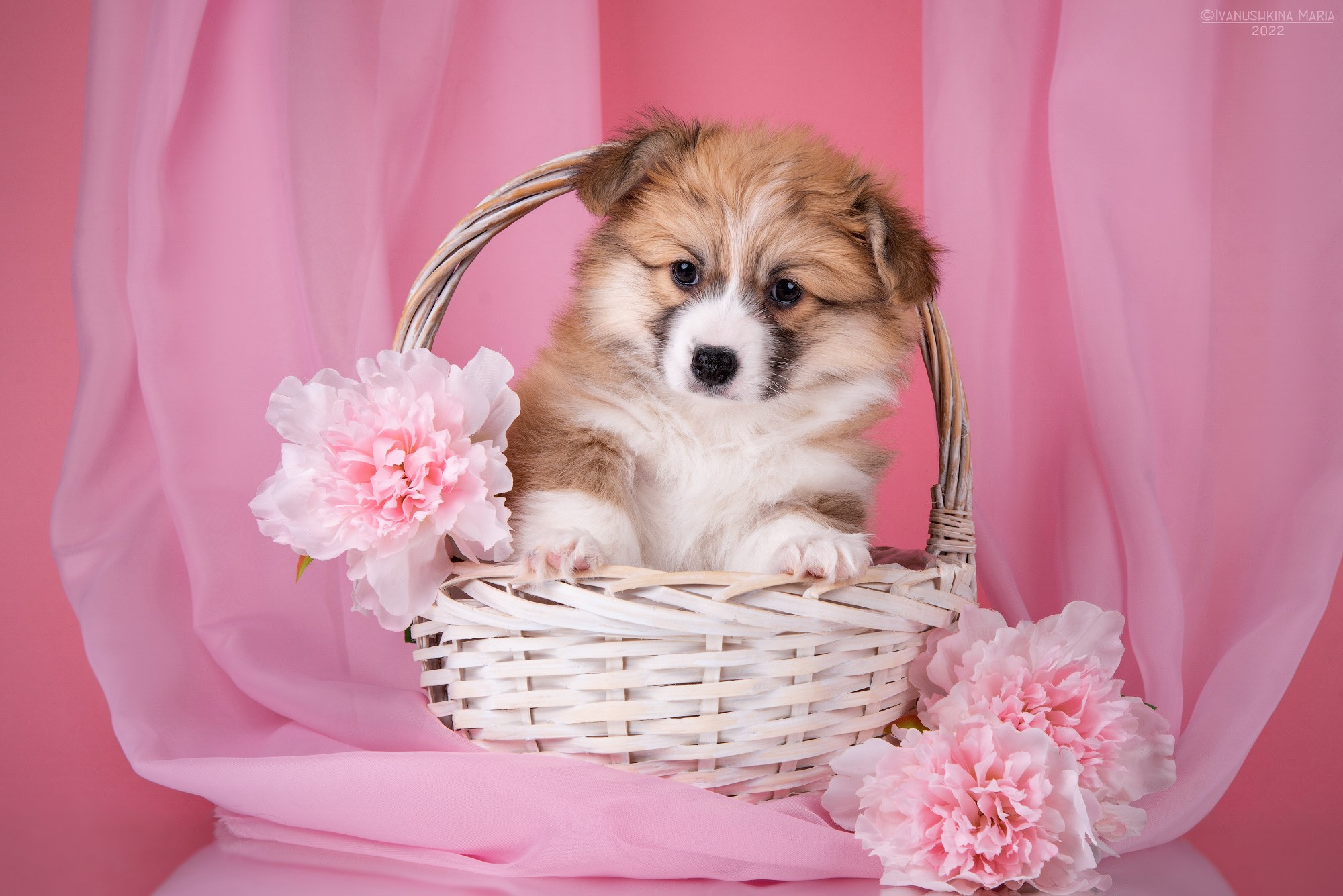 Фотосессия щенков на фонах. Фотограф собак в Москве и Московской области Иванушкина Мария