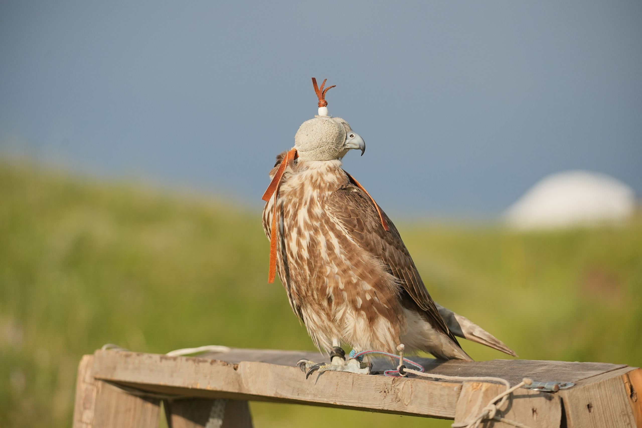 TOPZHARGAN — Центр национального духа