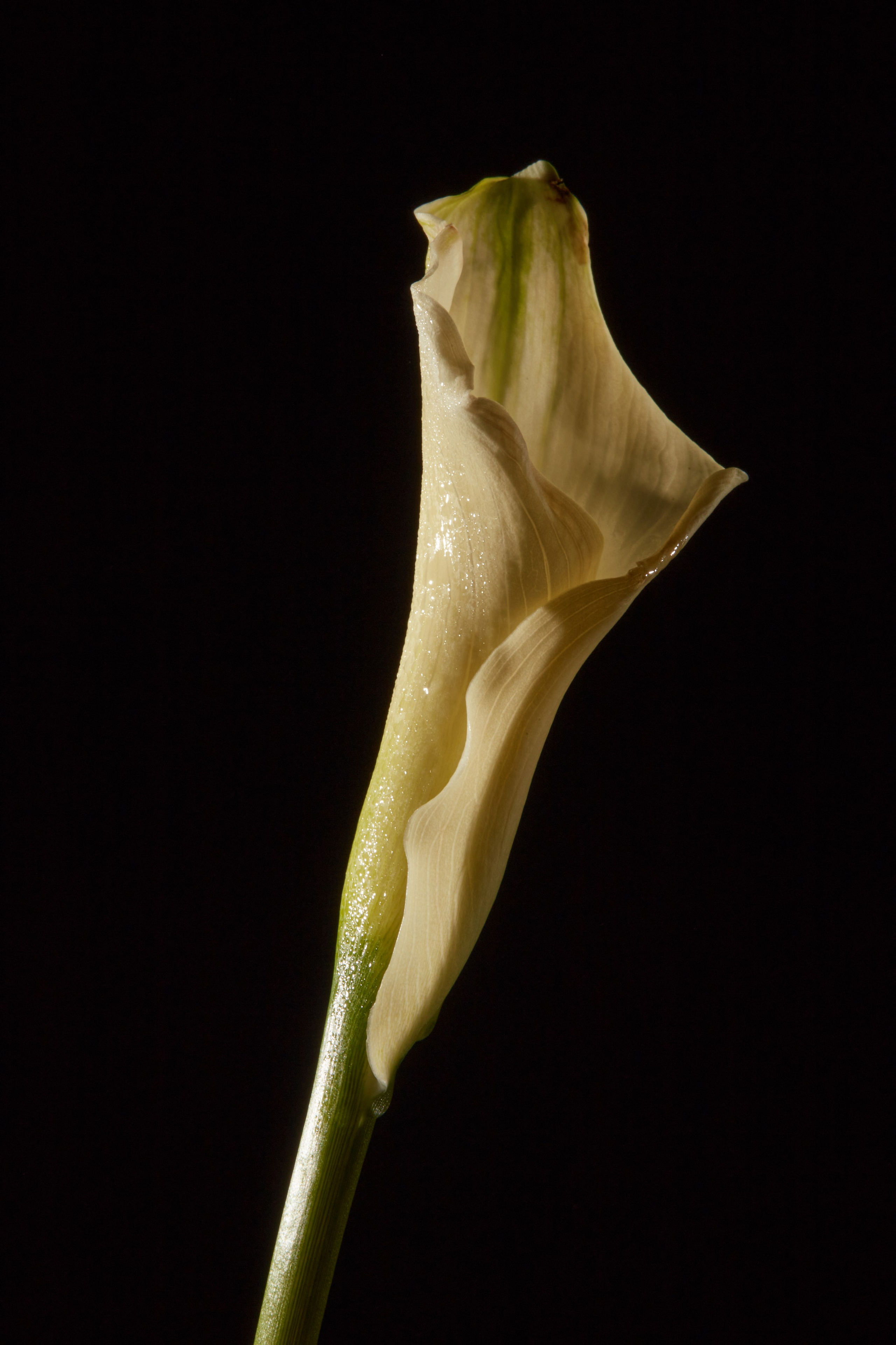 HEYDAY. Daria Blinova