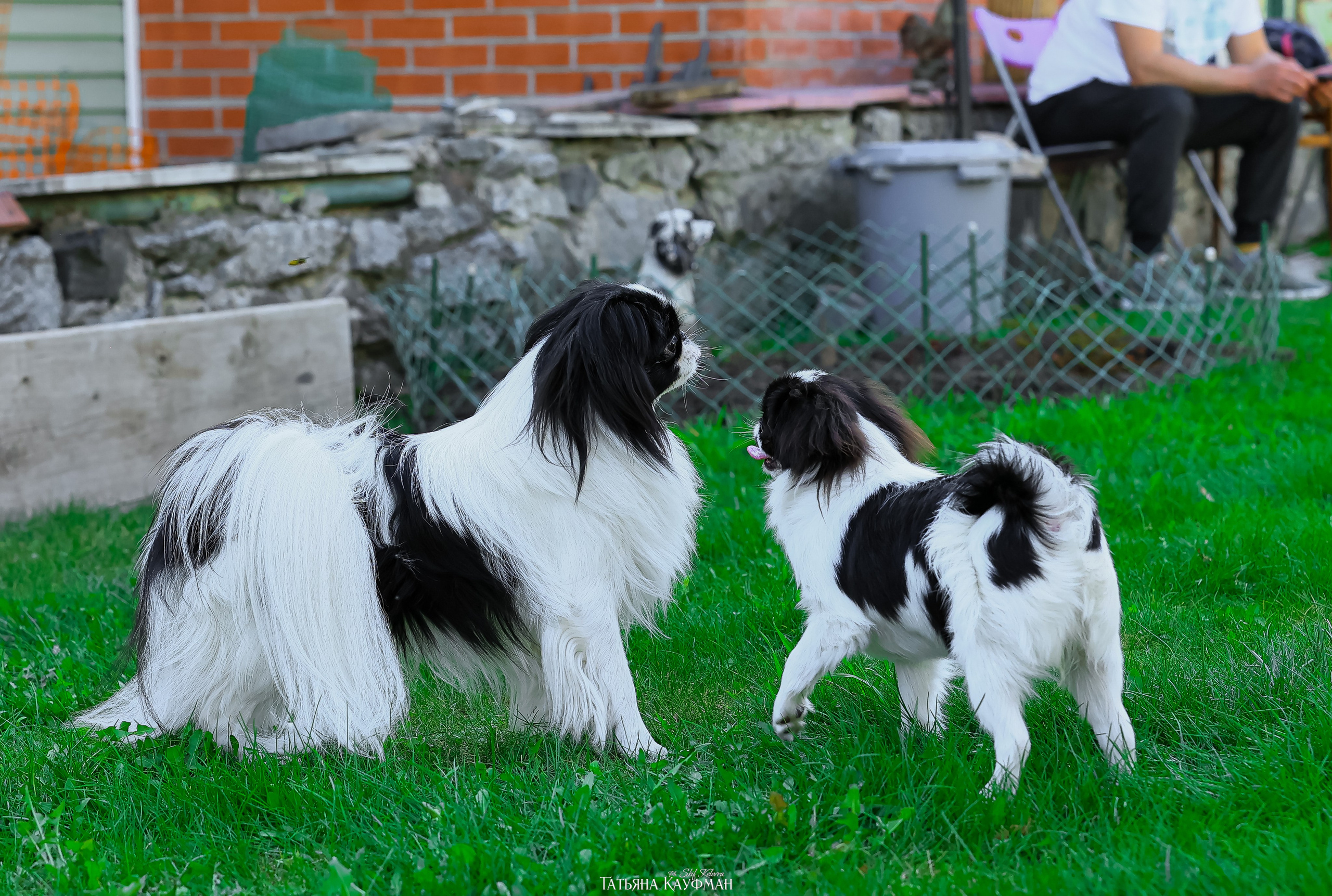 Японский хин, фотография японский хин, собака в цветах, красивая собака, фотограф анималист, фотокурс Анималистика, научиться фотографировать собак, фотограф Новосибирск