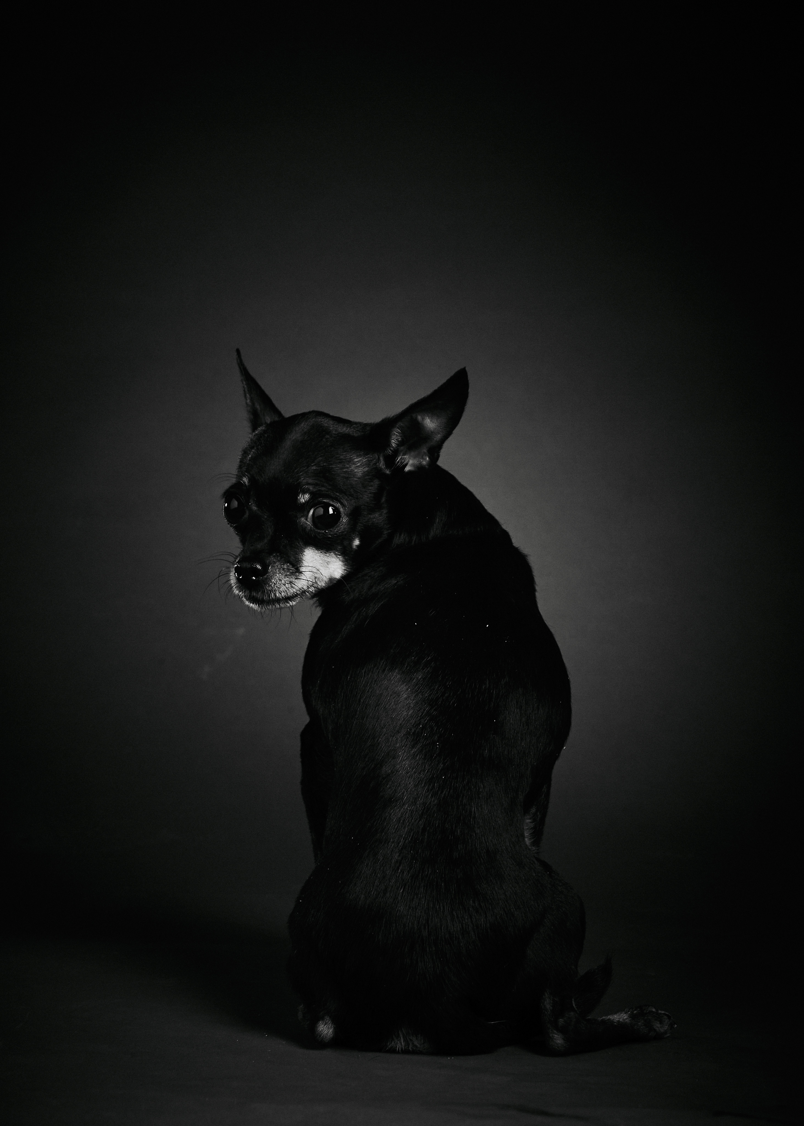 Русский Той. Photographer Michael Stenin