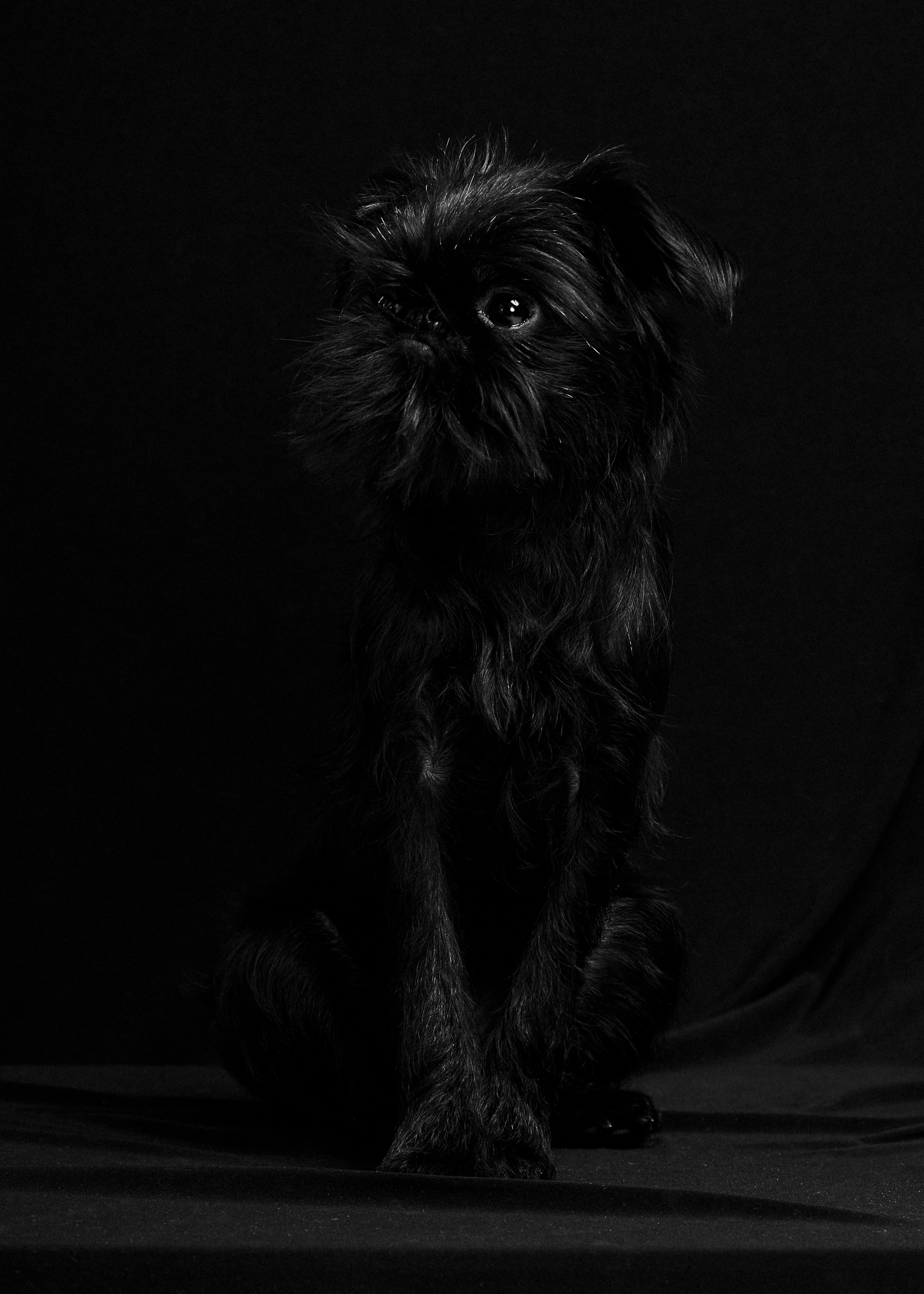 Михаил Стенин, У Любви четыре лапы