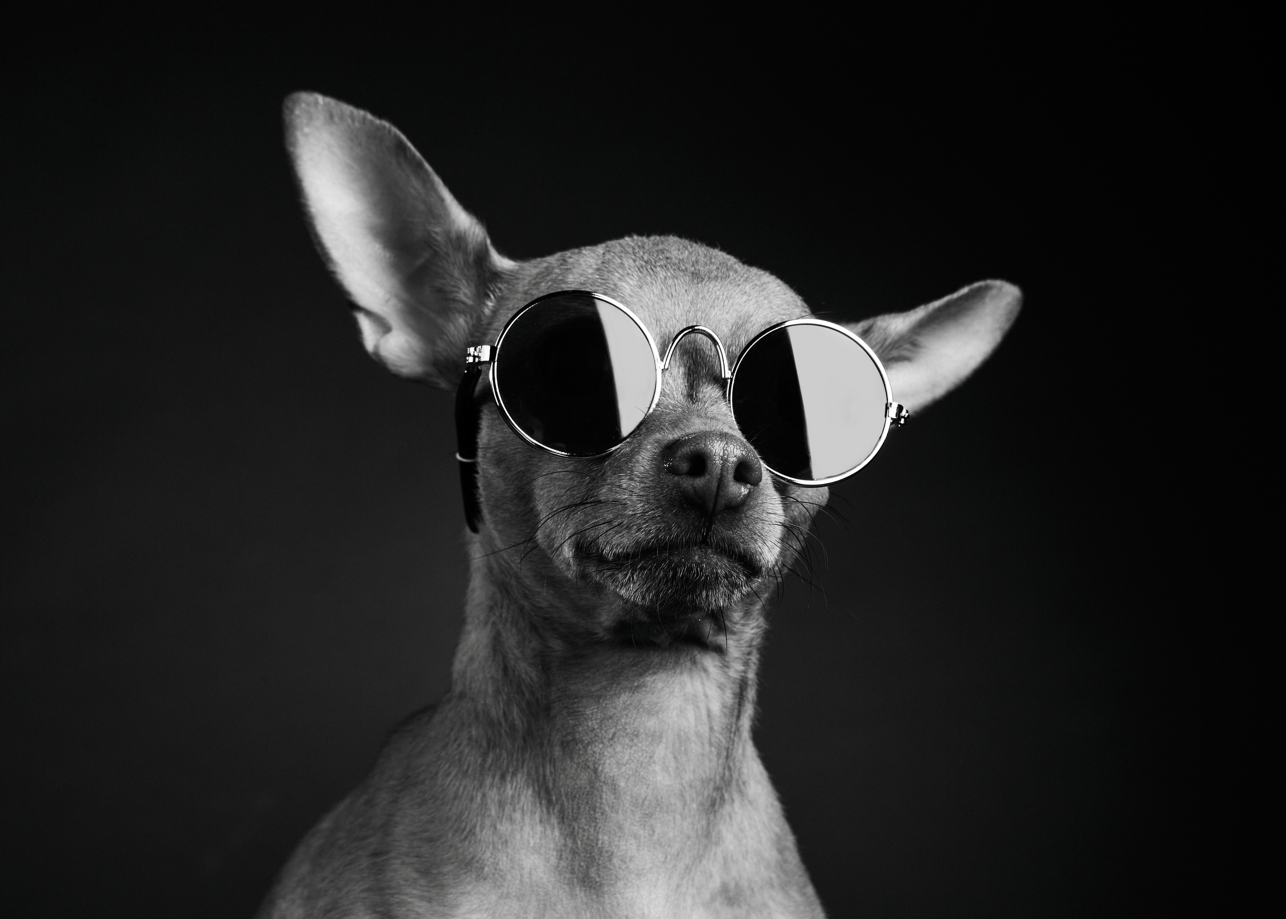 Русский Той. Photographer Michael Stenin