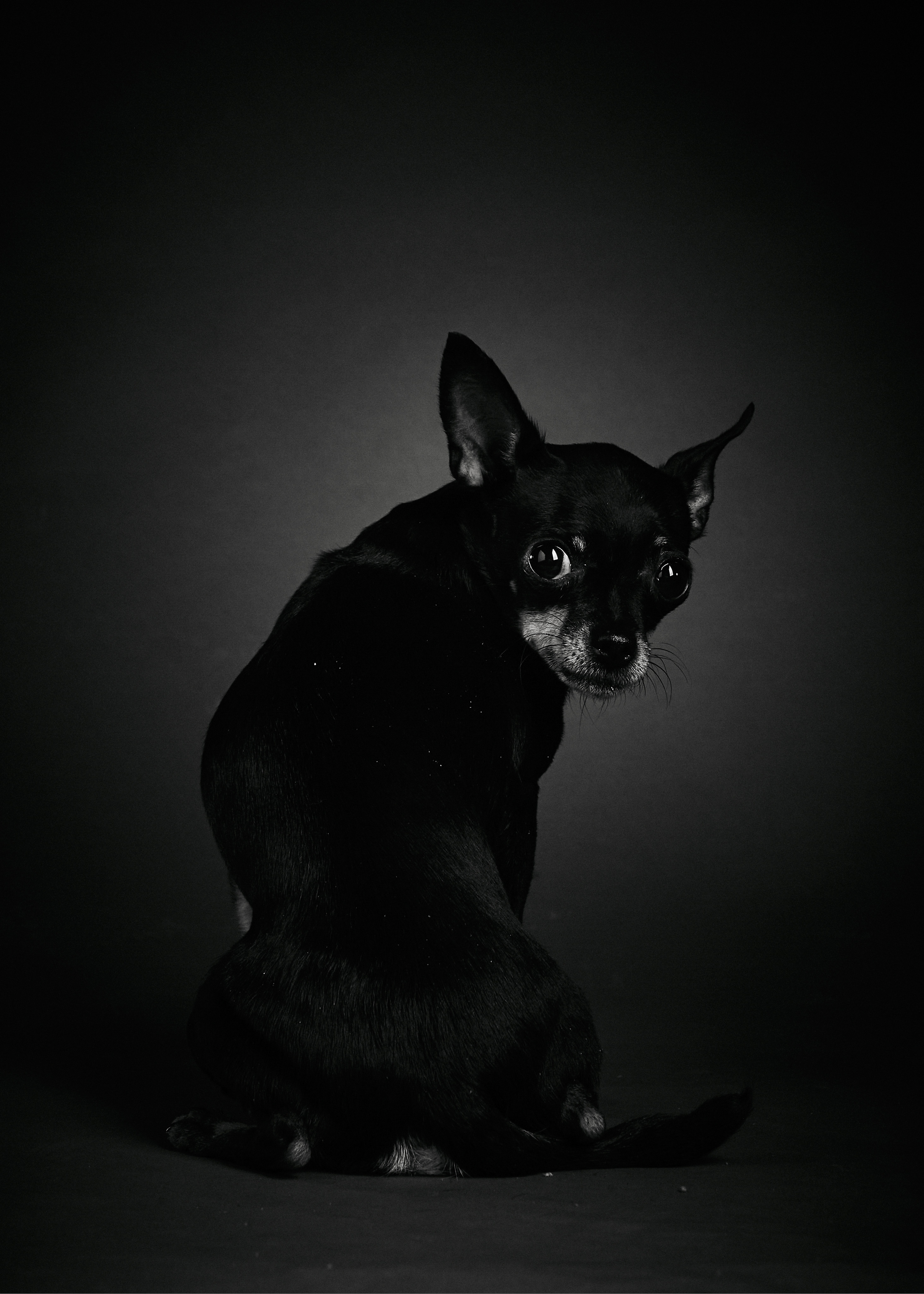 Русский Той. Photographer Michael Stenin