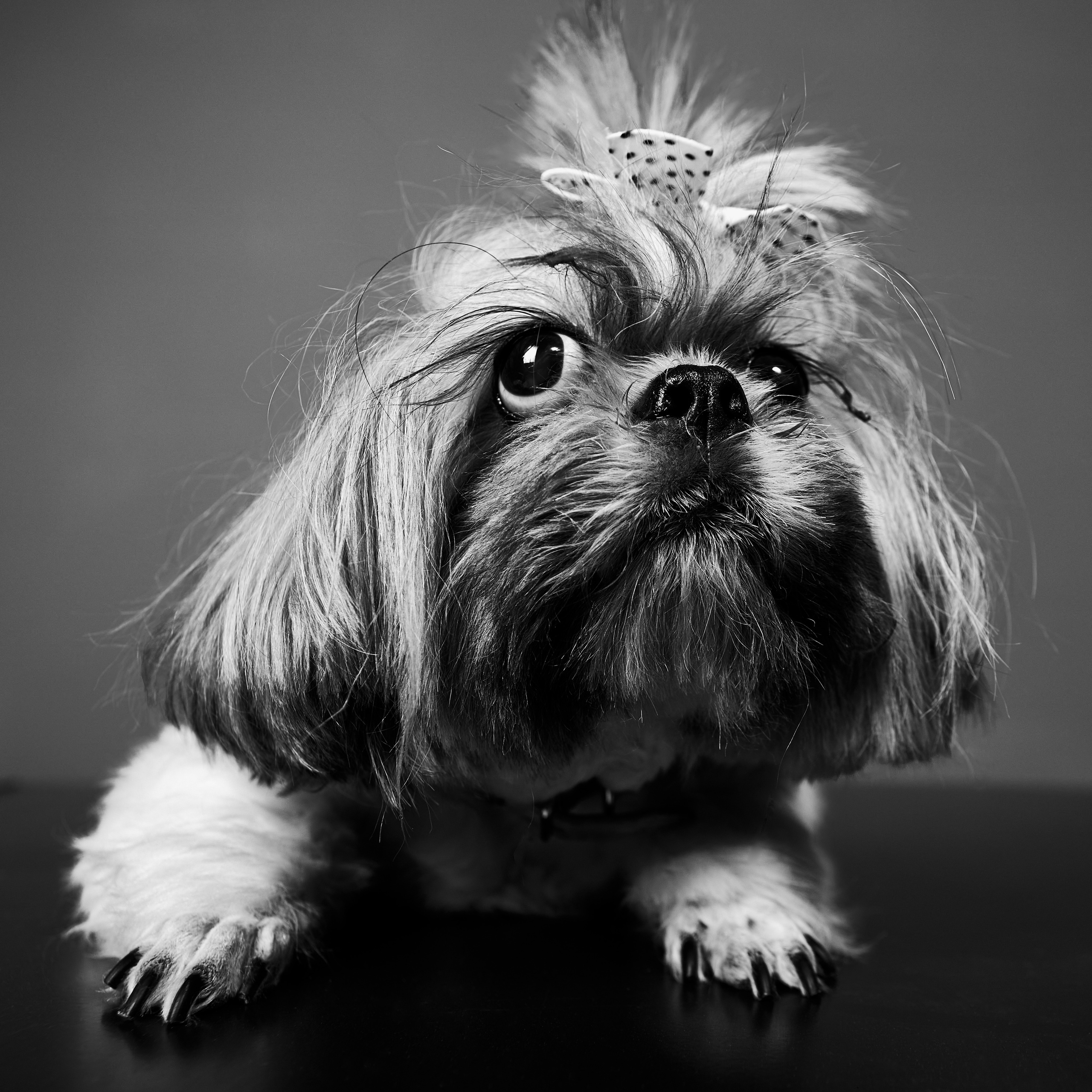 Михаил Стенин, У Любви четыре лапы