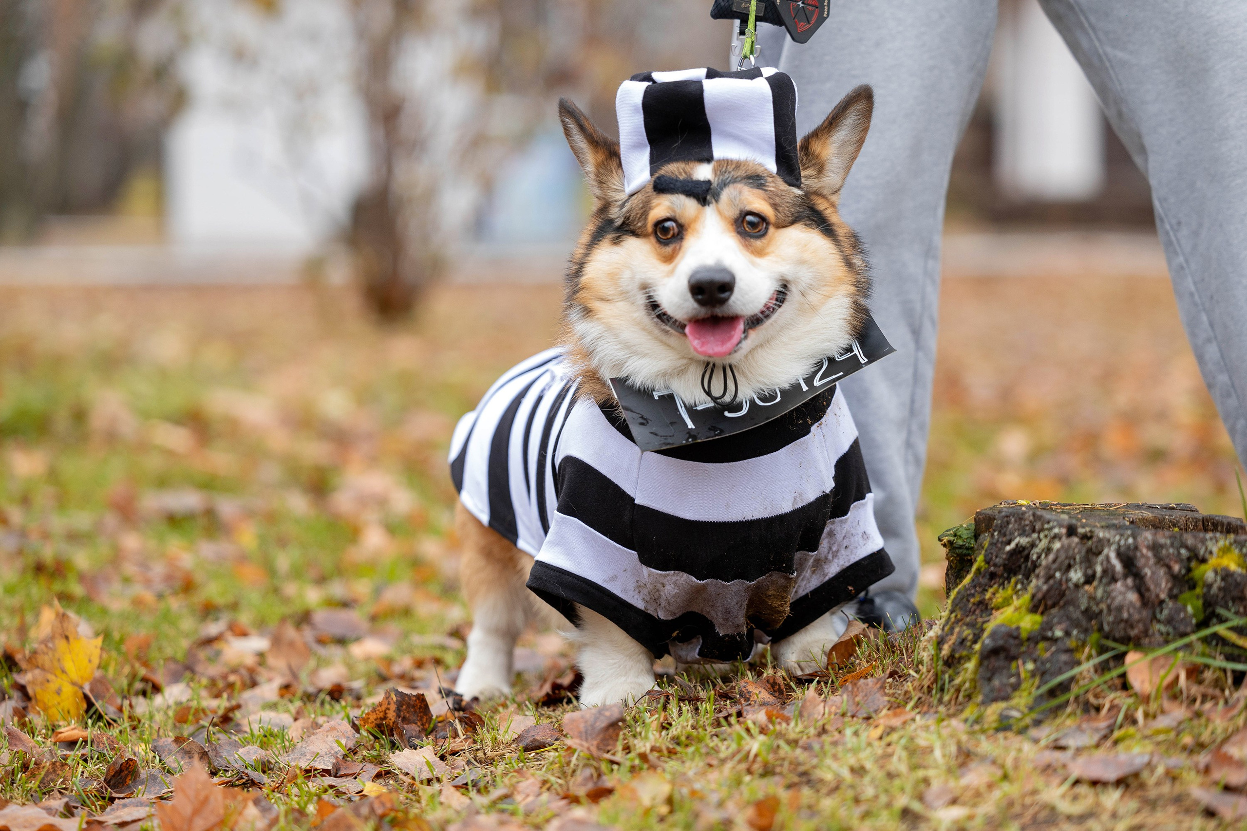 Корги-туса. Фотограф-анималист в Омске Екатерина Маричева