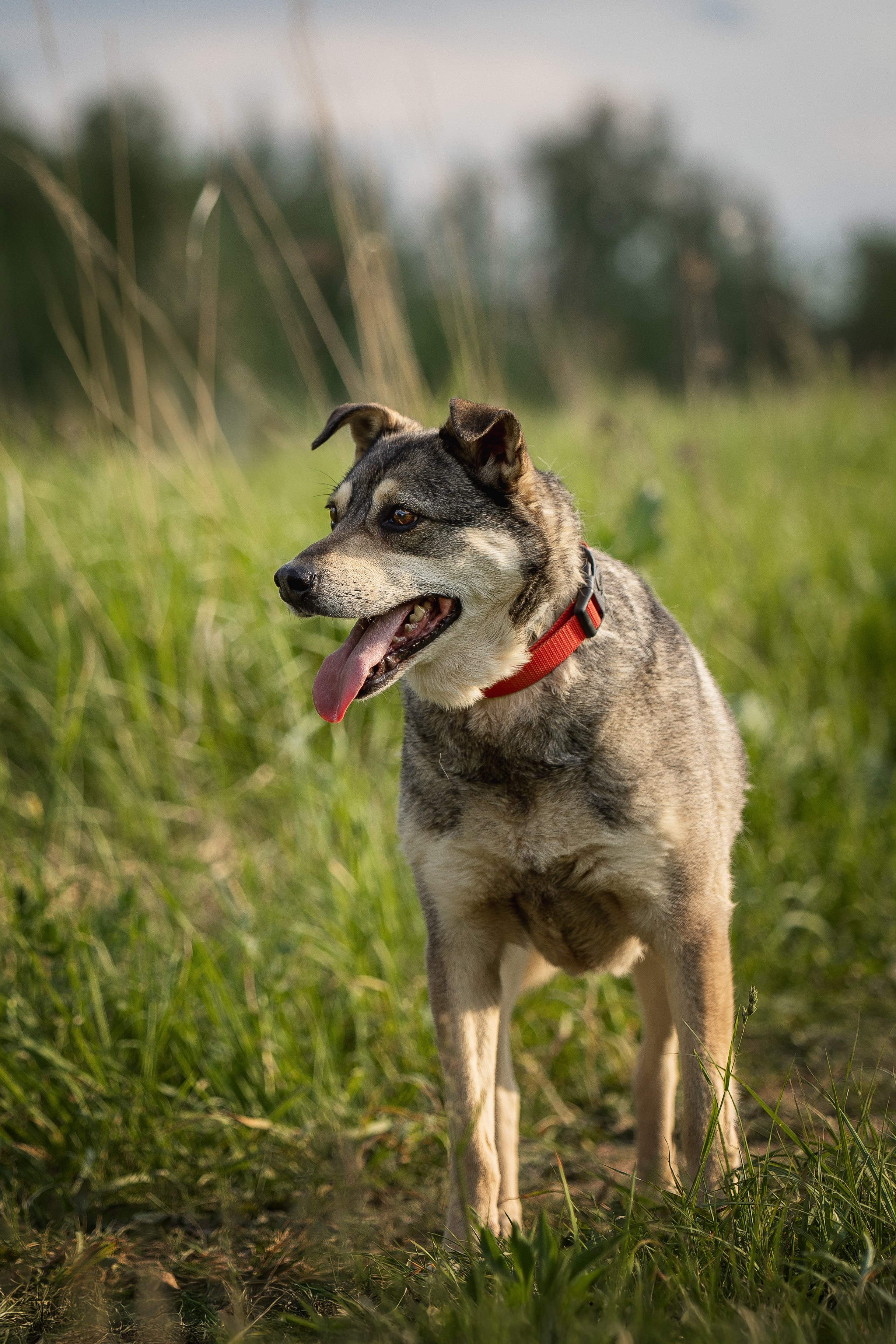 ИЩУТ ДОМ. Фотограф-анималист в Москве и Подмосковье