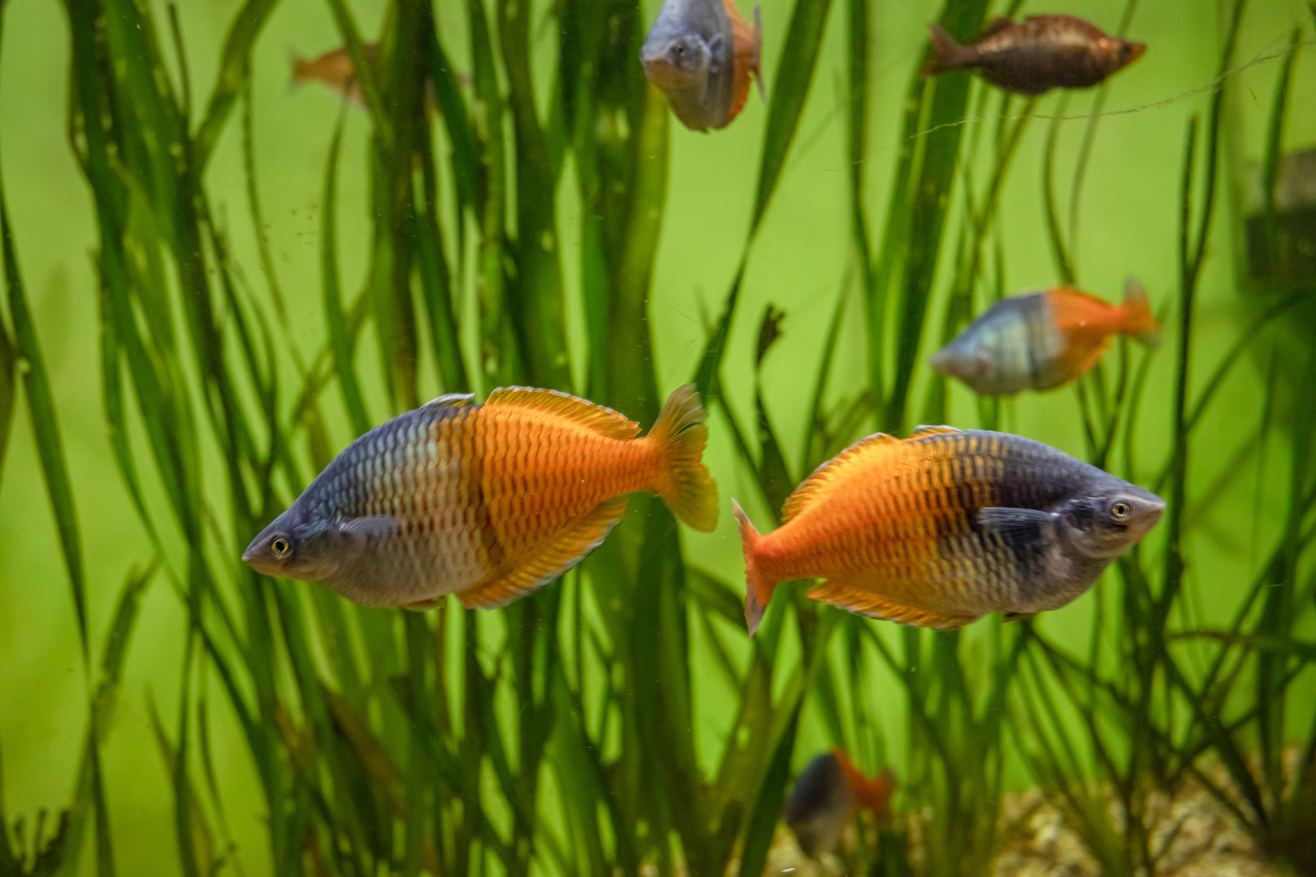 Москвариум. Фотограф Роман Адлер