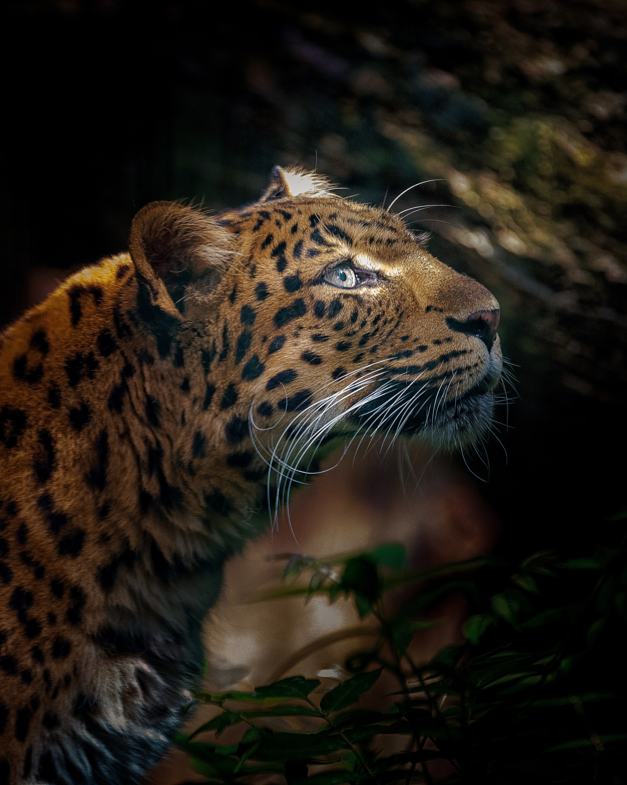 Животный мир