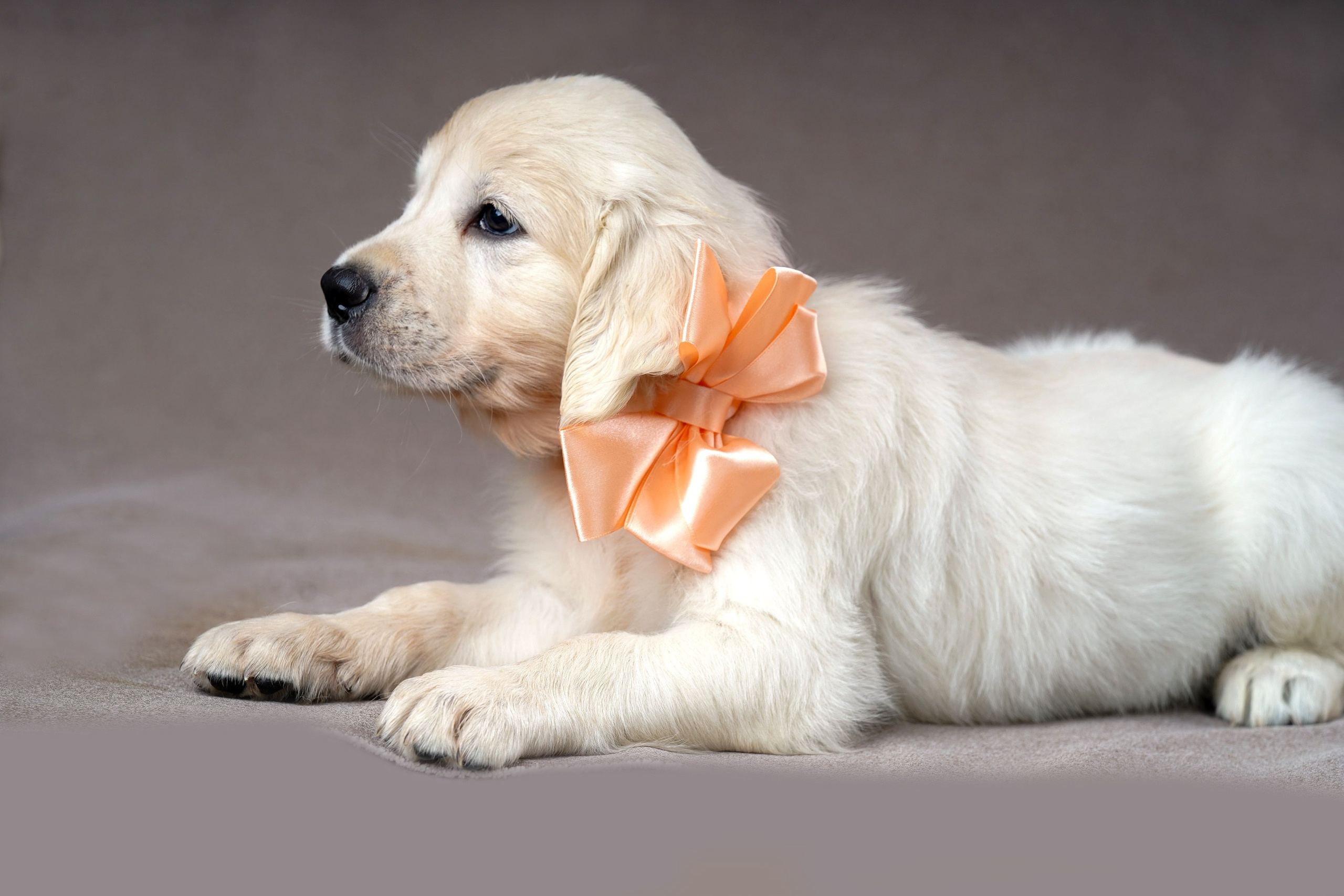 съемка собак, съемка щенков , съемка собак для авито, съемка щенков для авито, грумминг, фотограф животных. фотограф собак,съемка собак Нижний Новгород, съемка собак Бор,