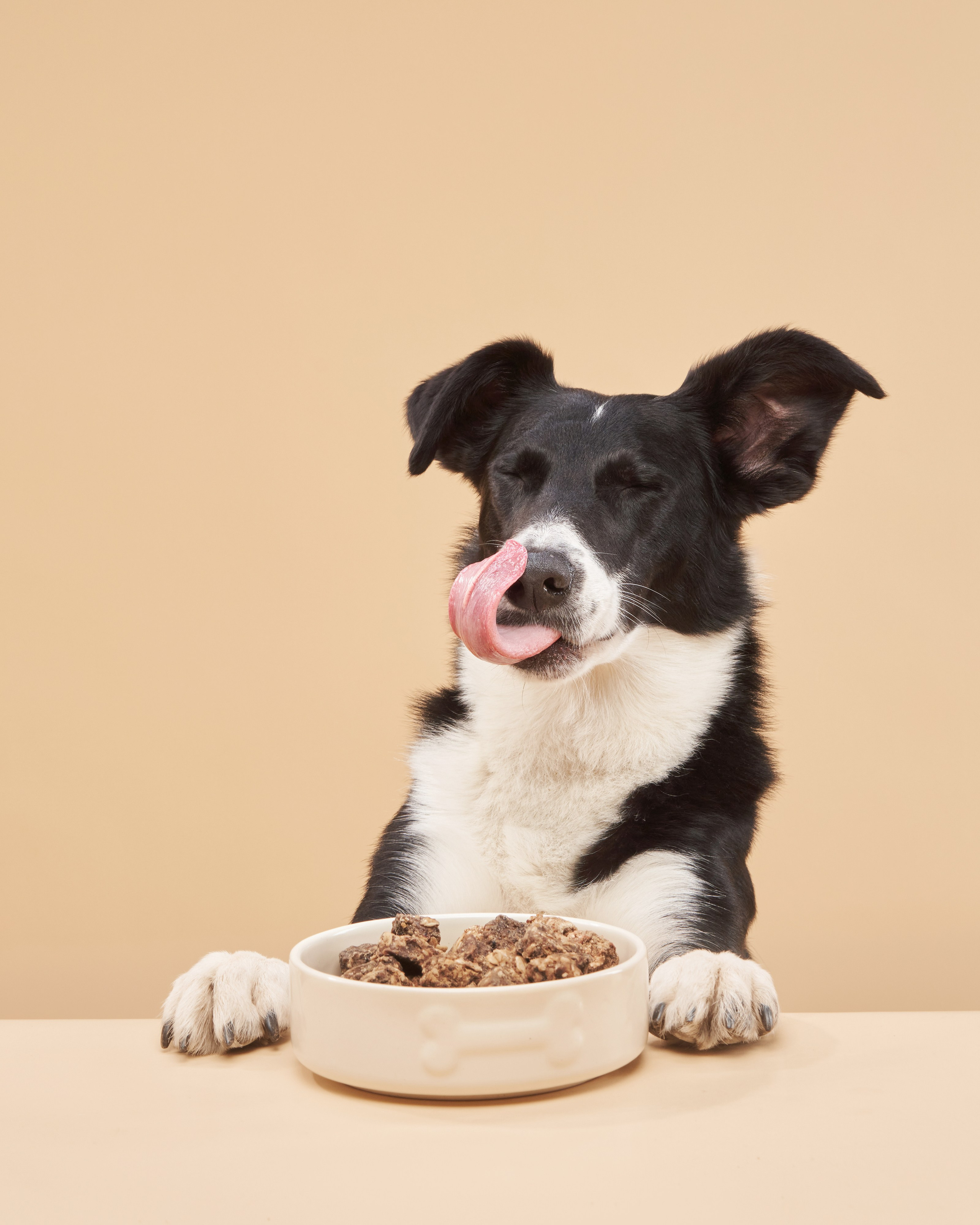 Pet Advertising Photography | Commercial Shoots with Dogs & Cats. Dog photographer Averianova Anna — Art photography of dogs