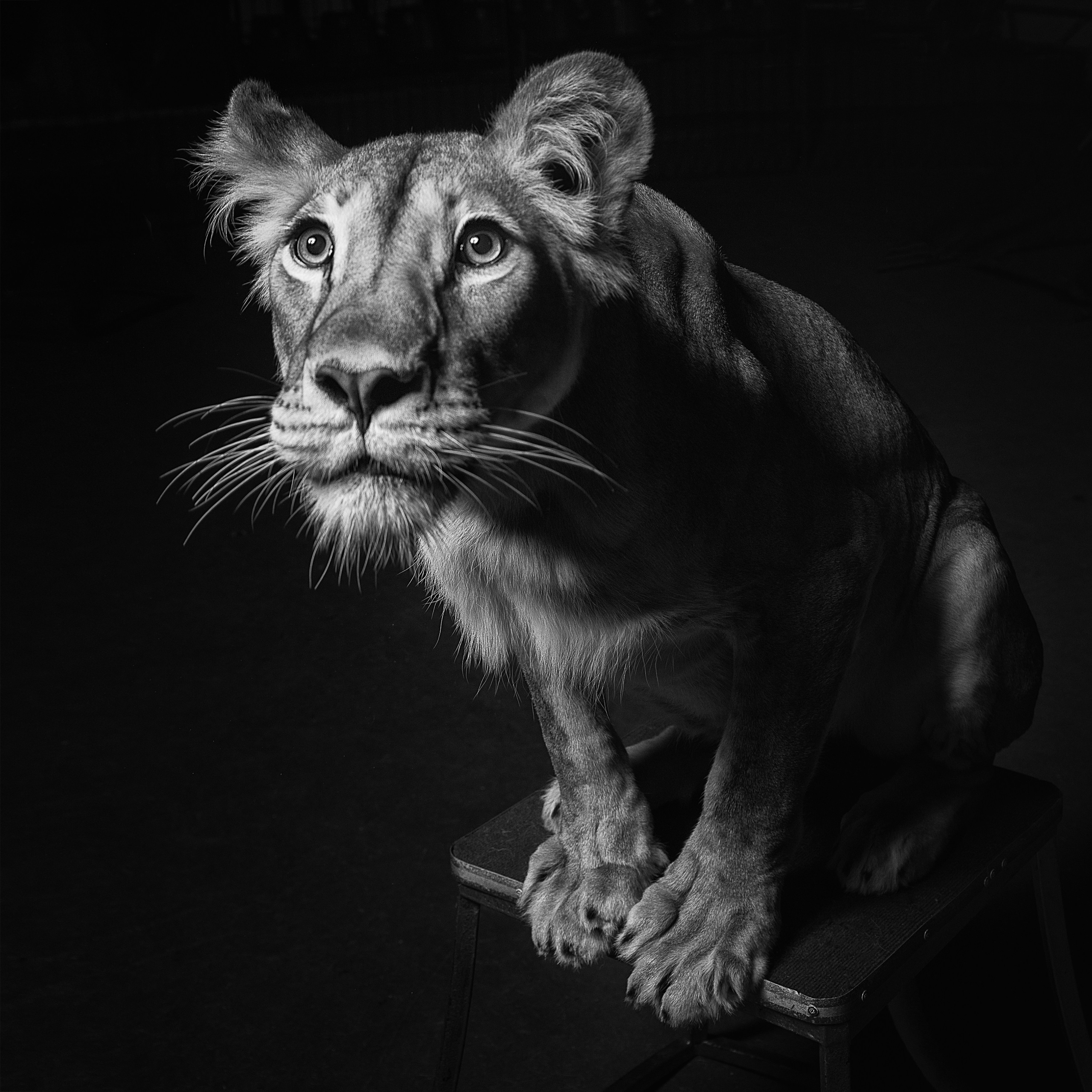 ПОМОГИТЕ ЛЬВАМ. Антон Тимошевский, профессиональный портретный фотограф в Москве и Орле