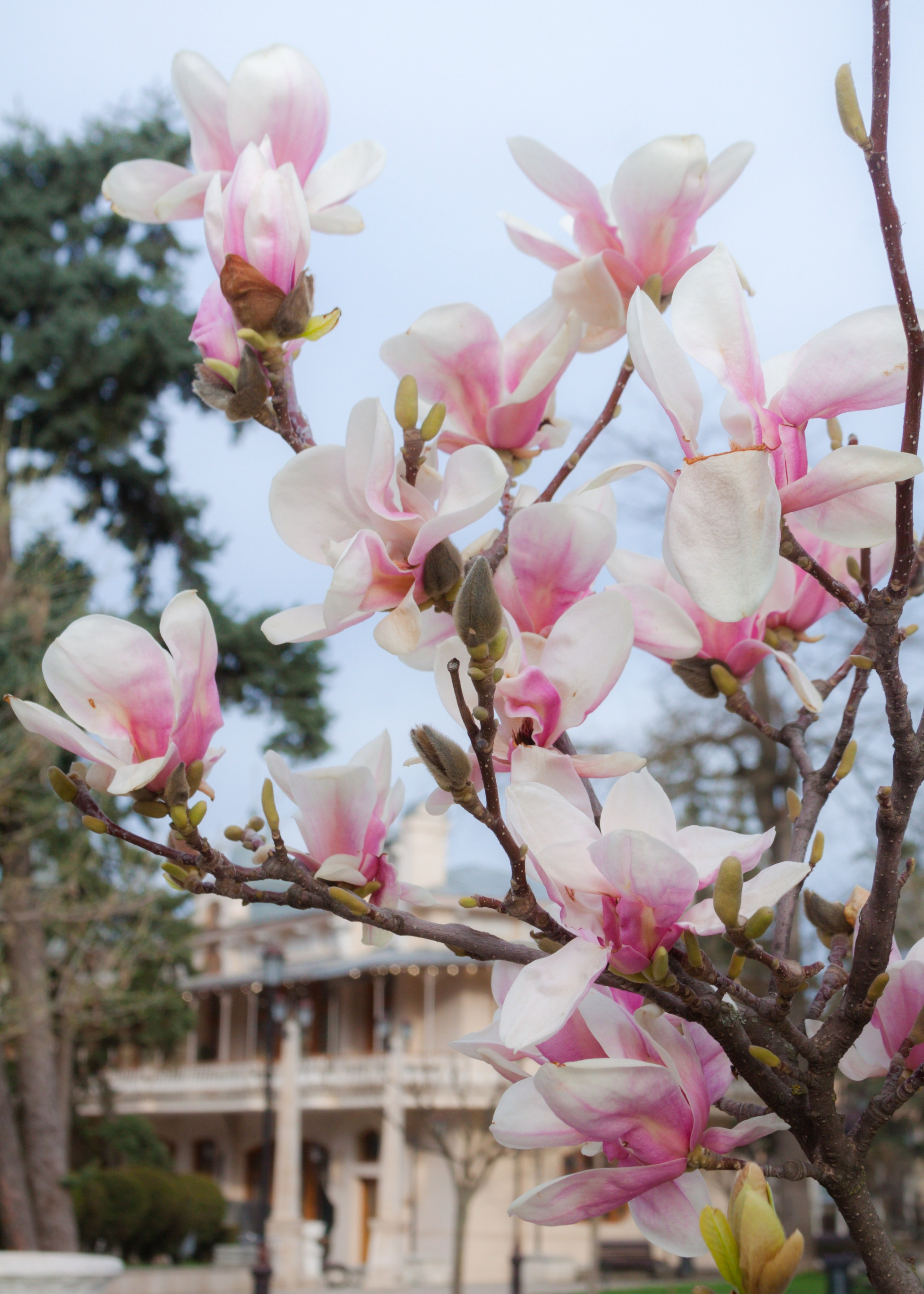 Как цветёт магнолия в Пятигорске. Пейзажный и архитектурный фотограф юга России