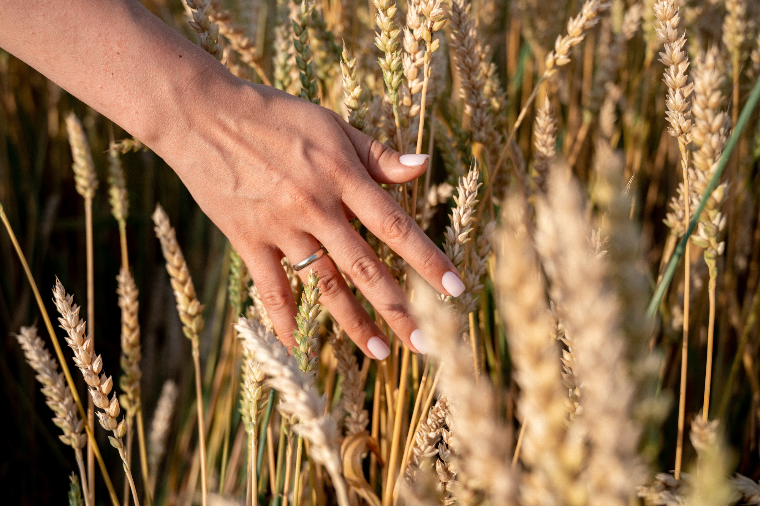 Лавстори в подсолнухах и пшеничных полях в Красноярске