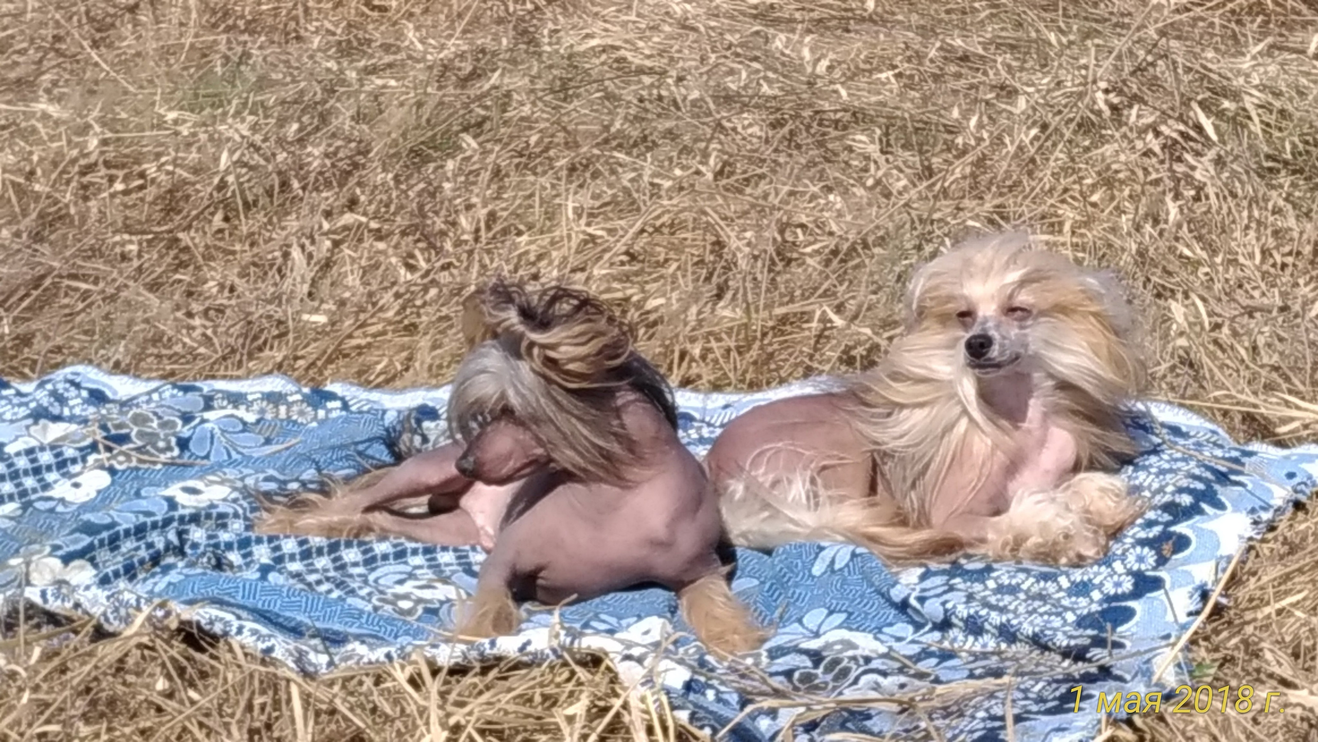 Adventure May 1, 2018 or a nursery on a walk. Chinese Crested Dog Kennel Poale Ell